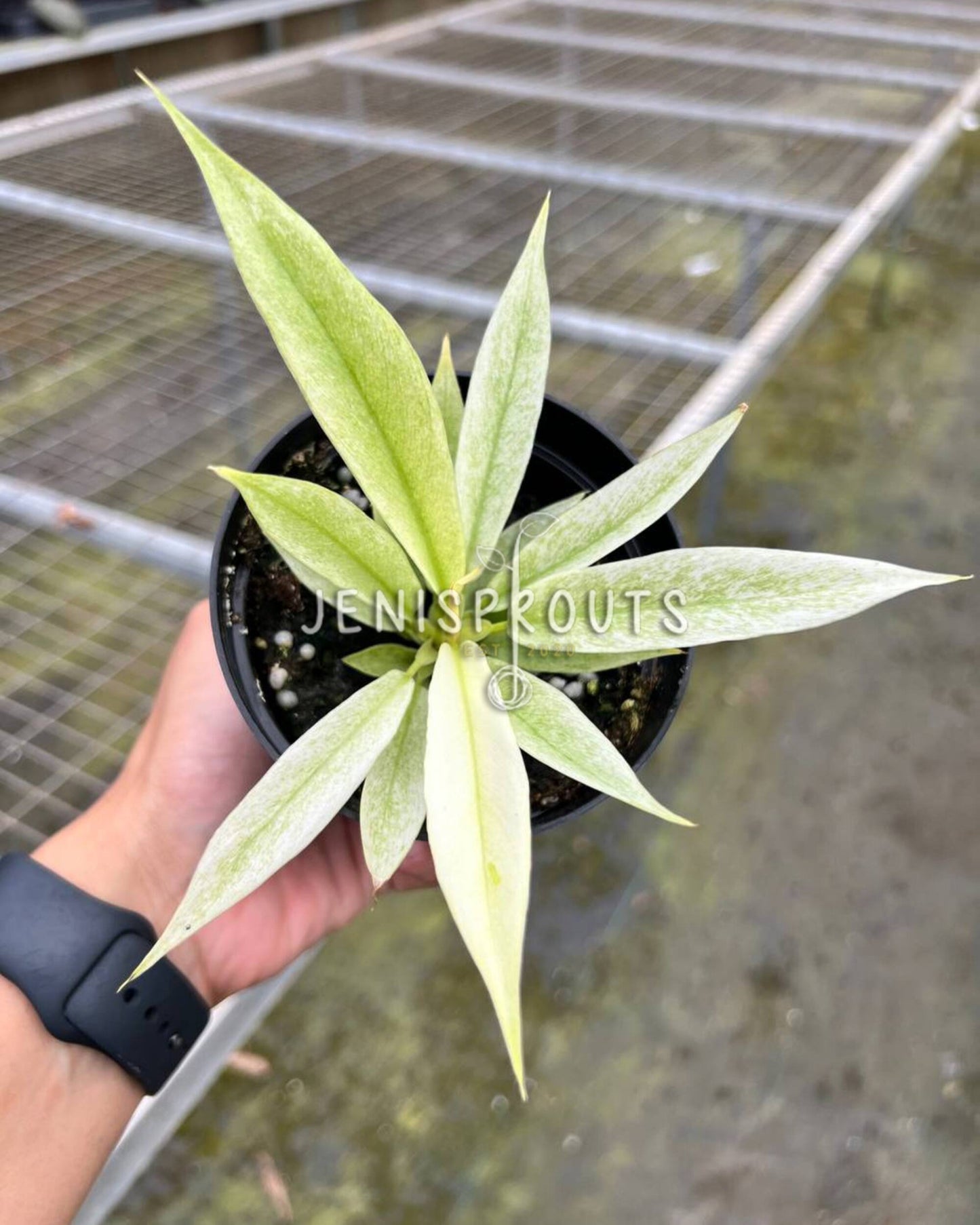 4" Philodendron Ring of Fire Mint