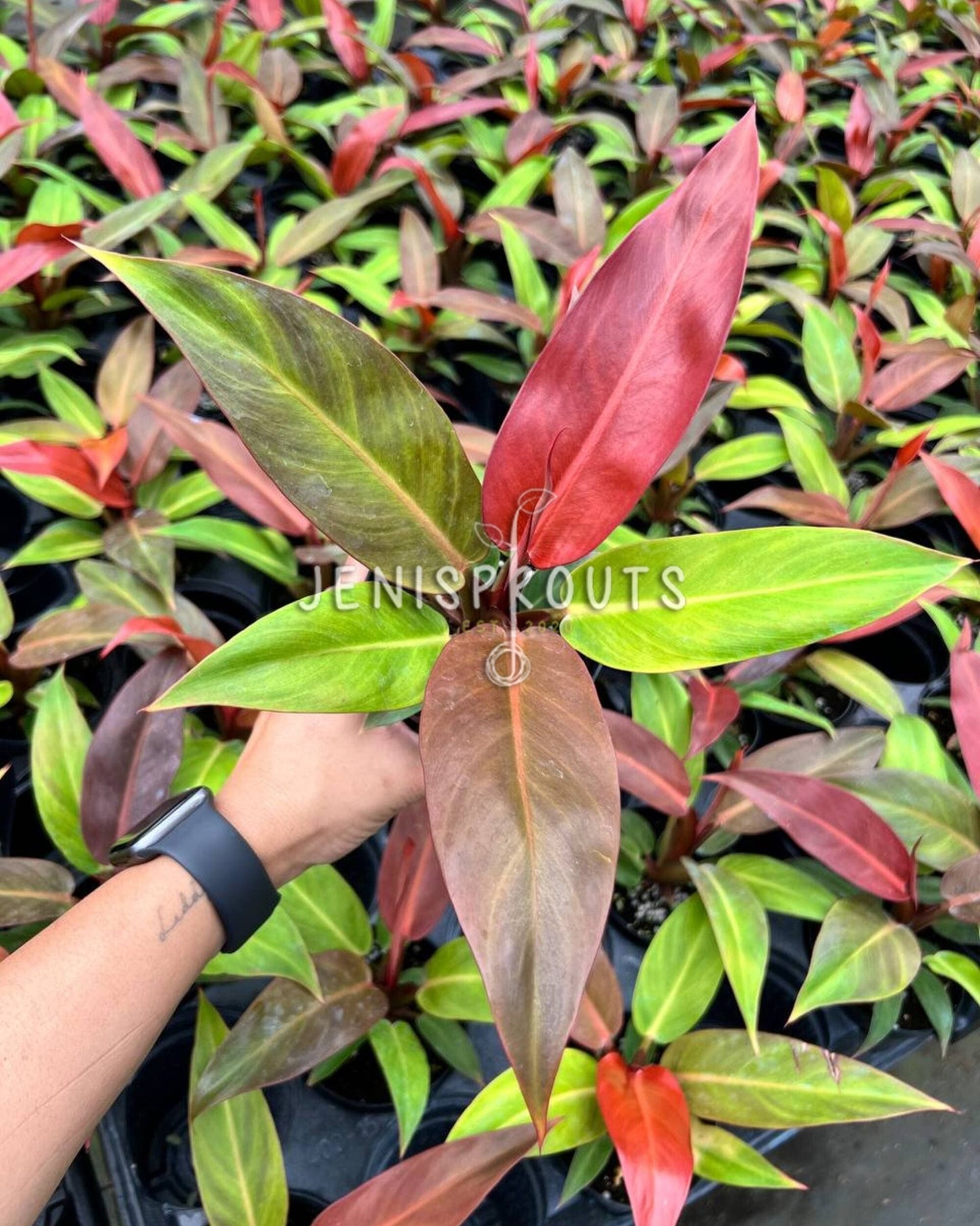 4" Philodendron Sun Red