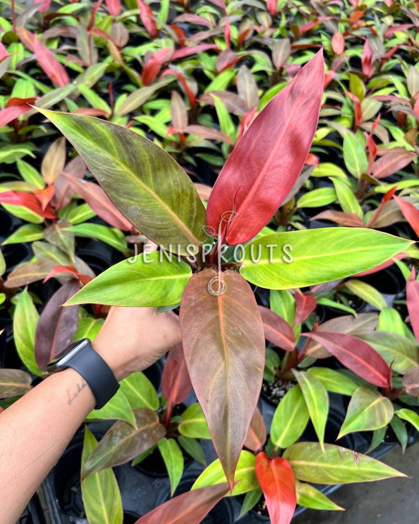 4" Philodendron Sun Red