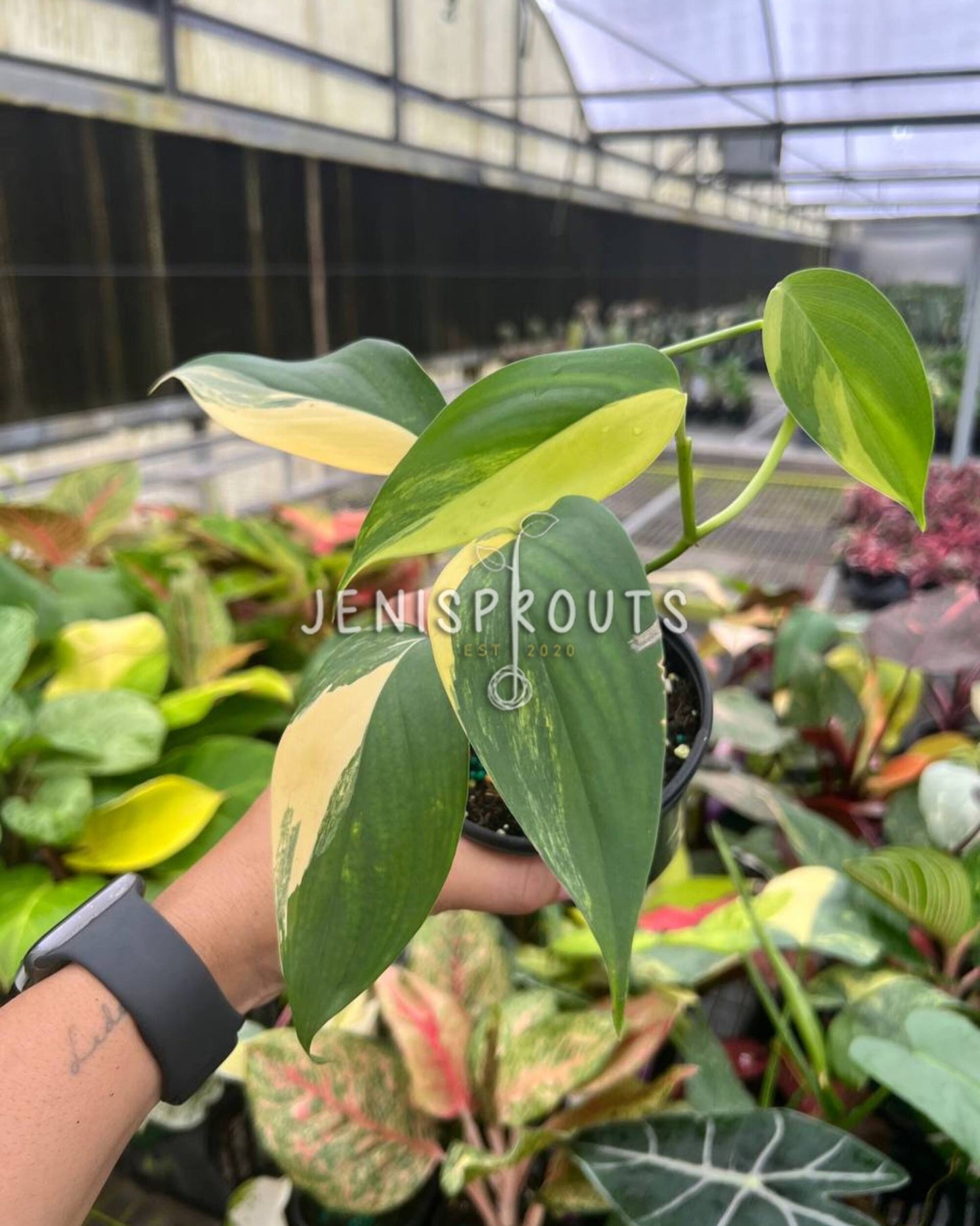 4” Scindapsus Perakensis Variegated