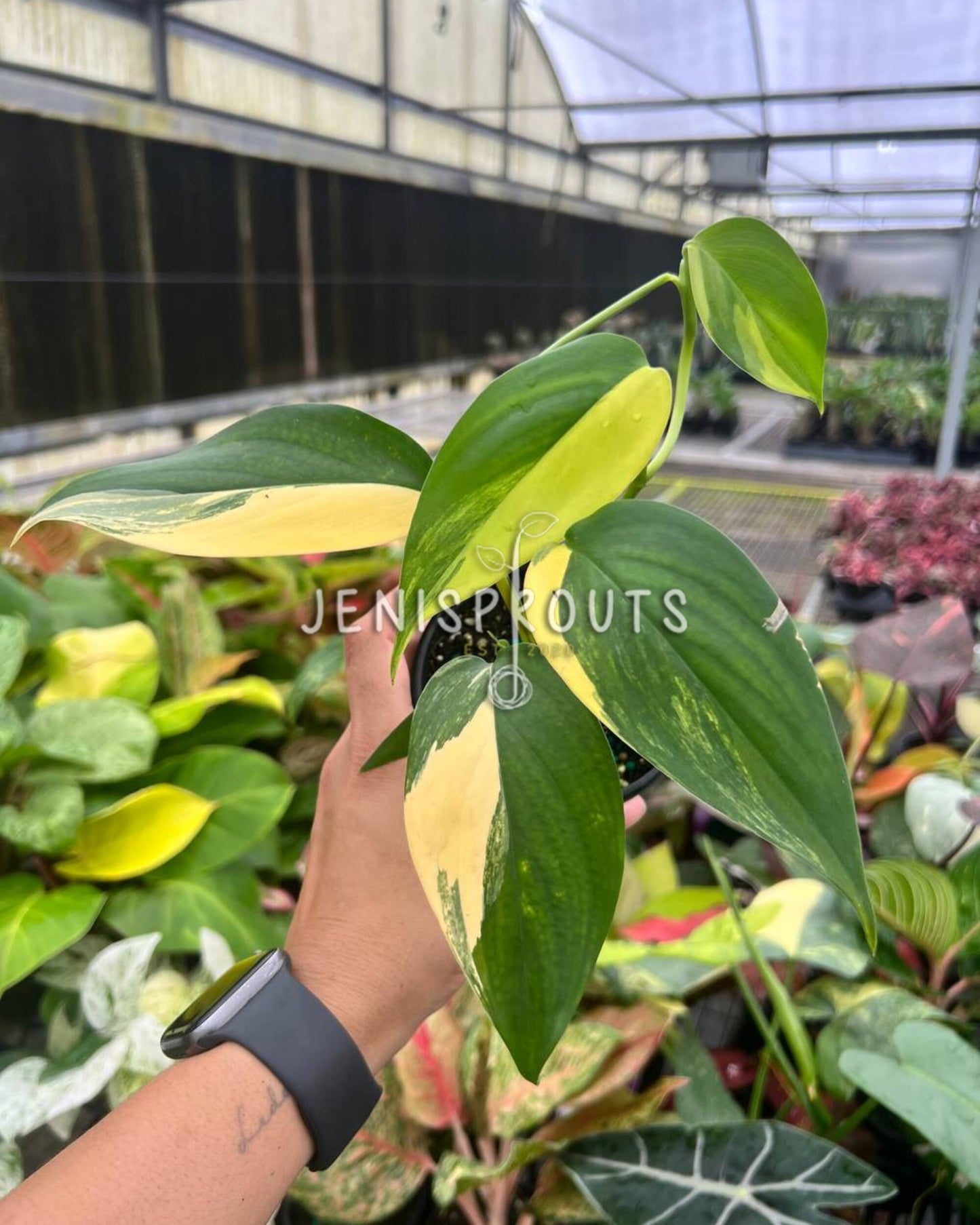 4” Scindapsus Perakensis Variegated