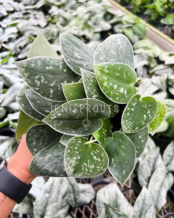 4" Scindapsus Pictus 'Silvery Ann'