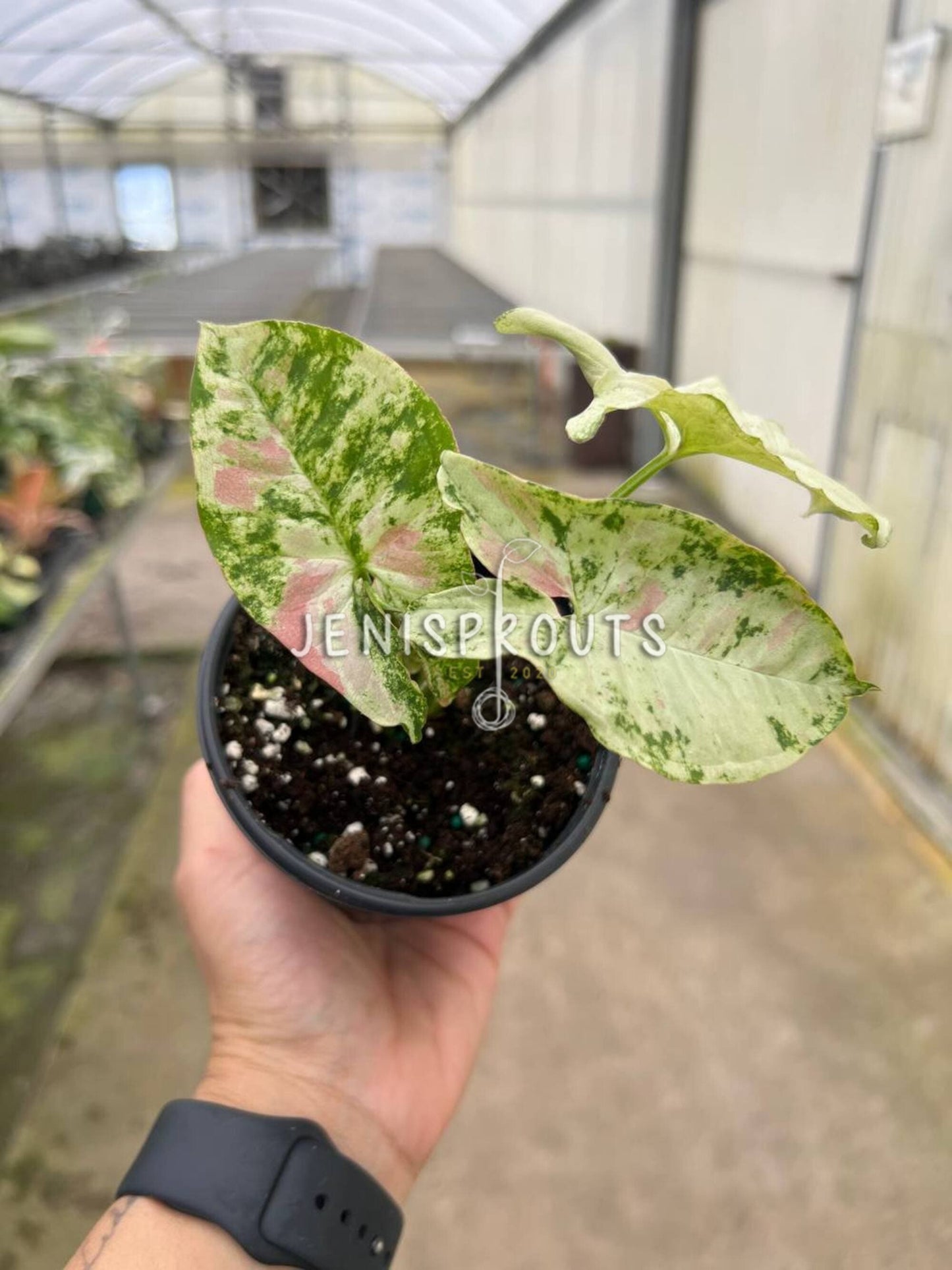 4" Syngonium Milk Confetti Tricolor