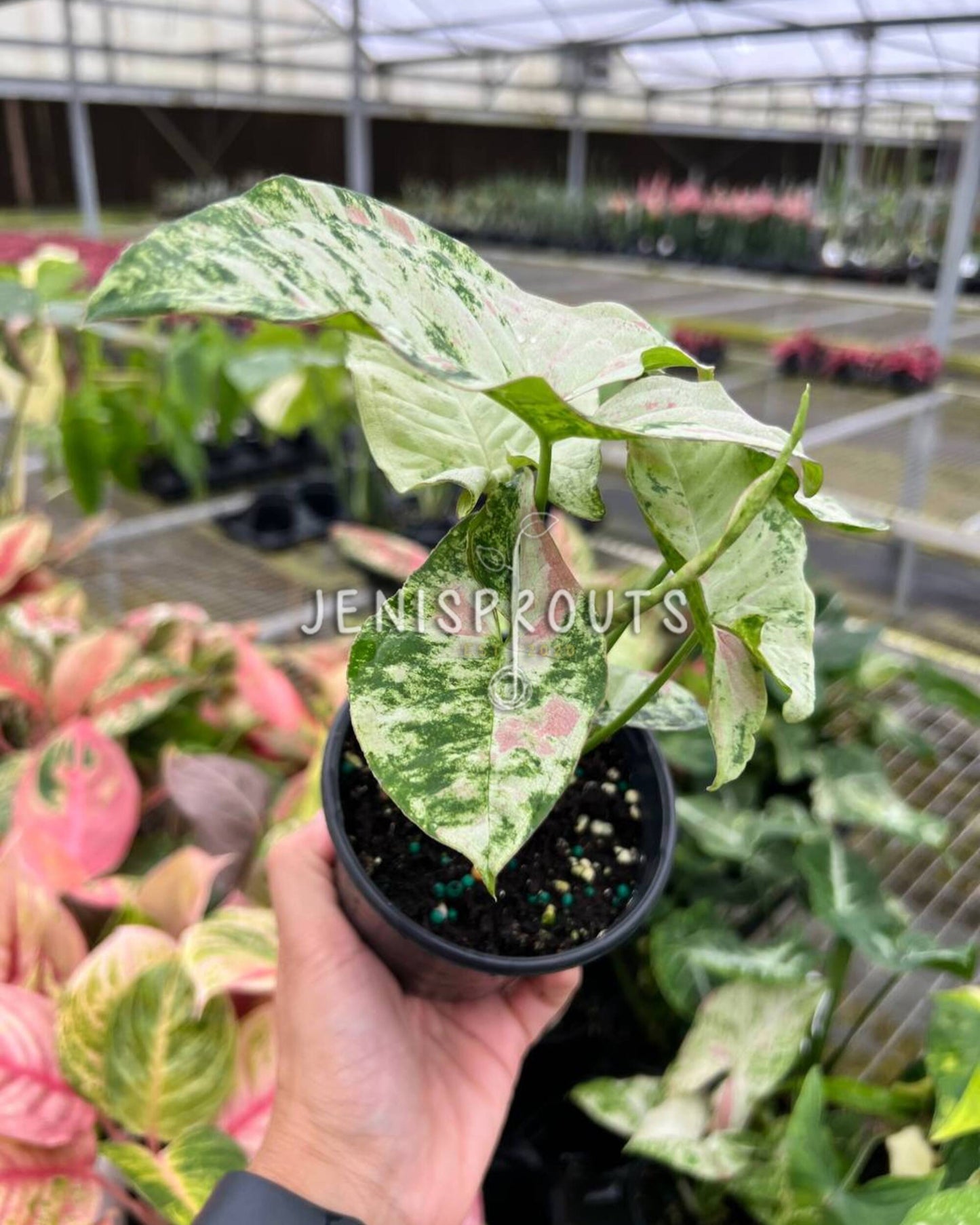 4" Syngonium Milk Confetti Tricolor
