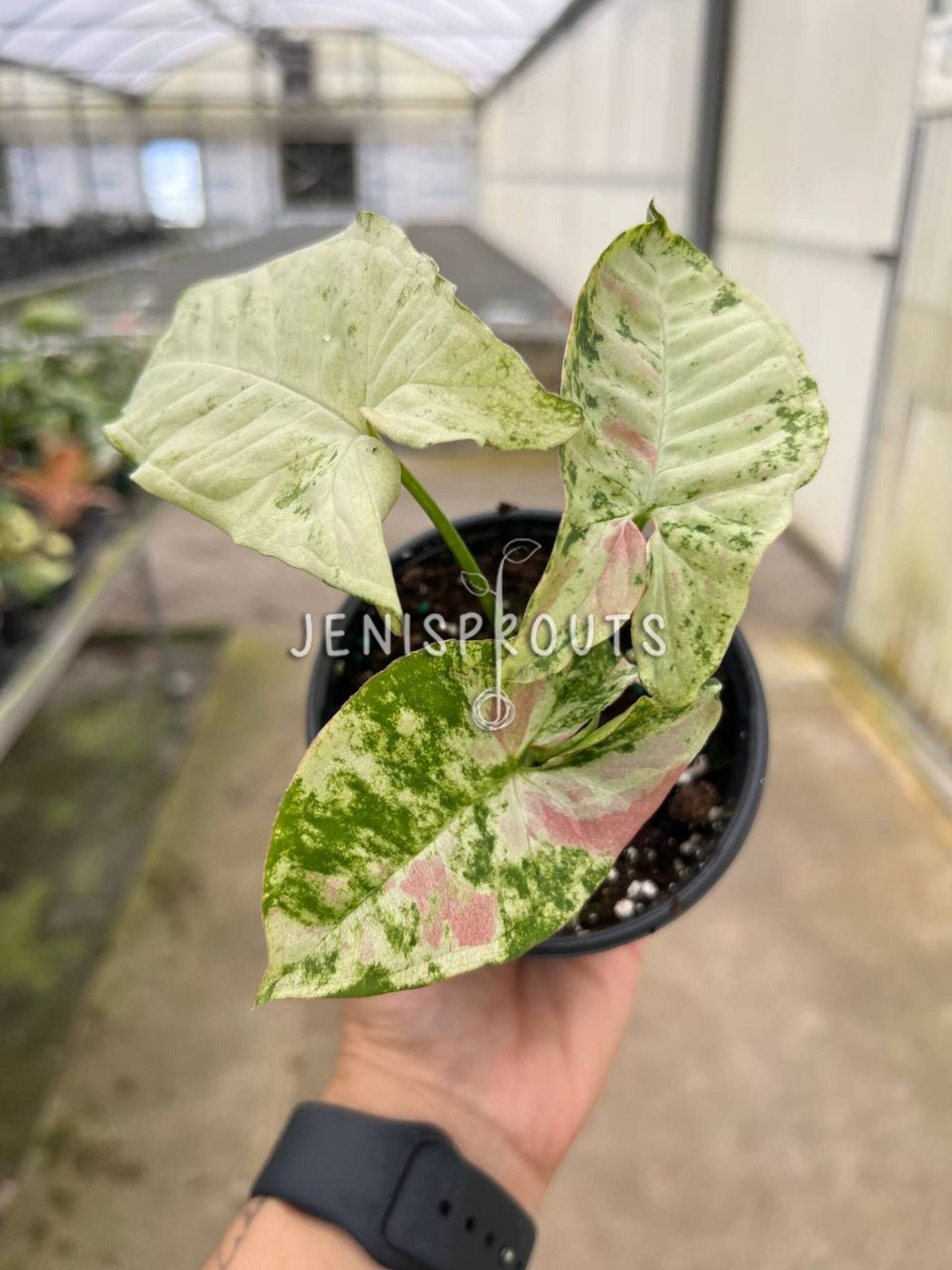 4" Syngonium Milk Confetti Tricolor