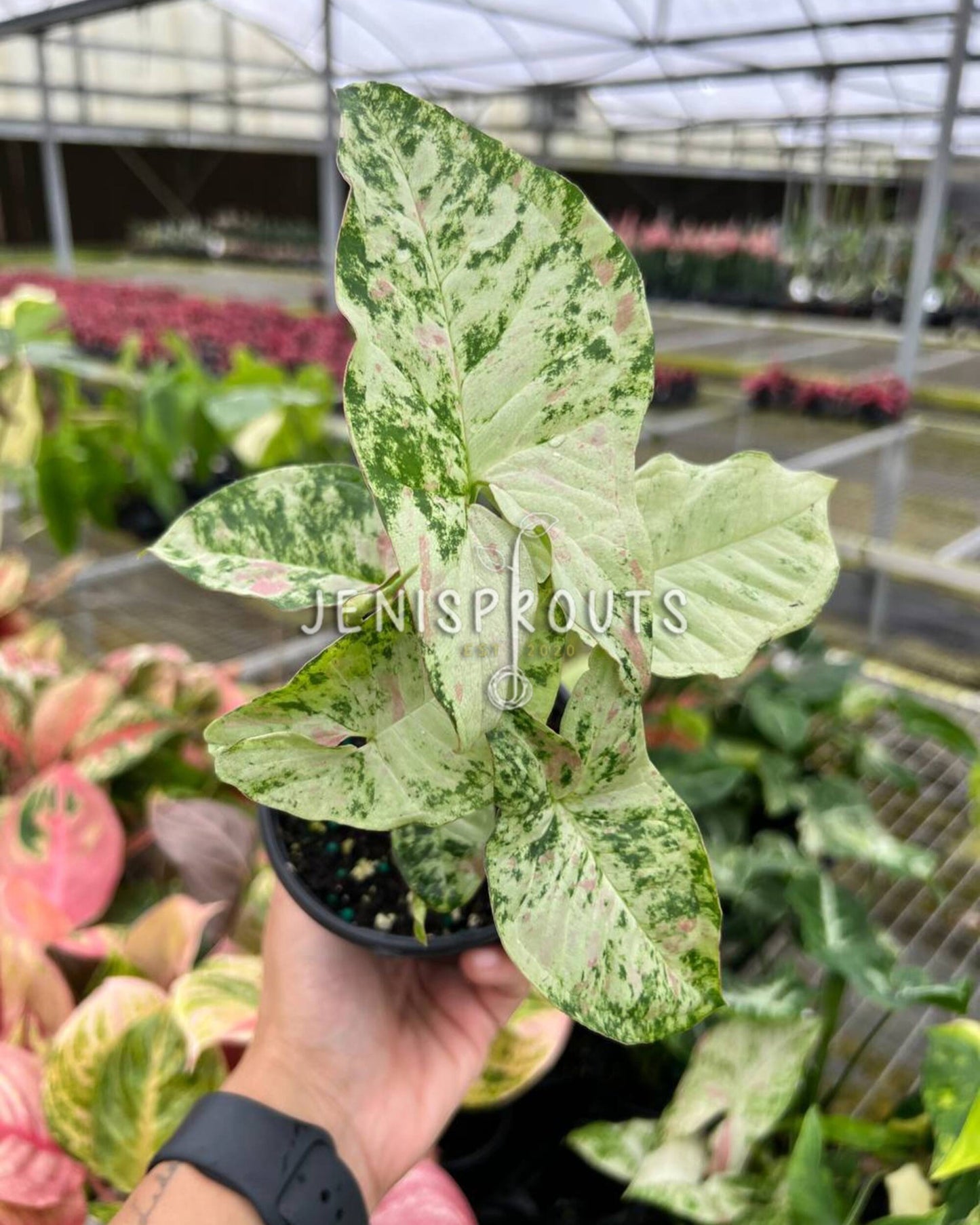4" Syngonium Milk Confetti Tricolor