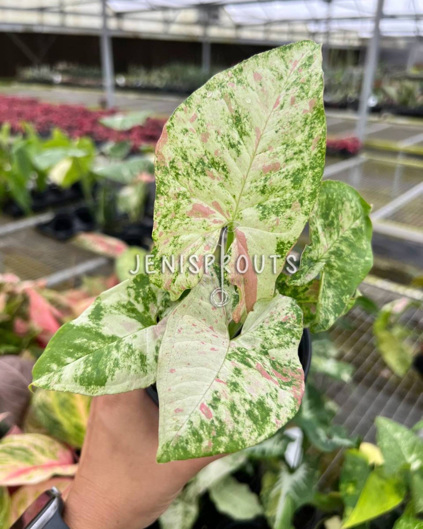 4" Syngonium Milk Confetti Tricolor
