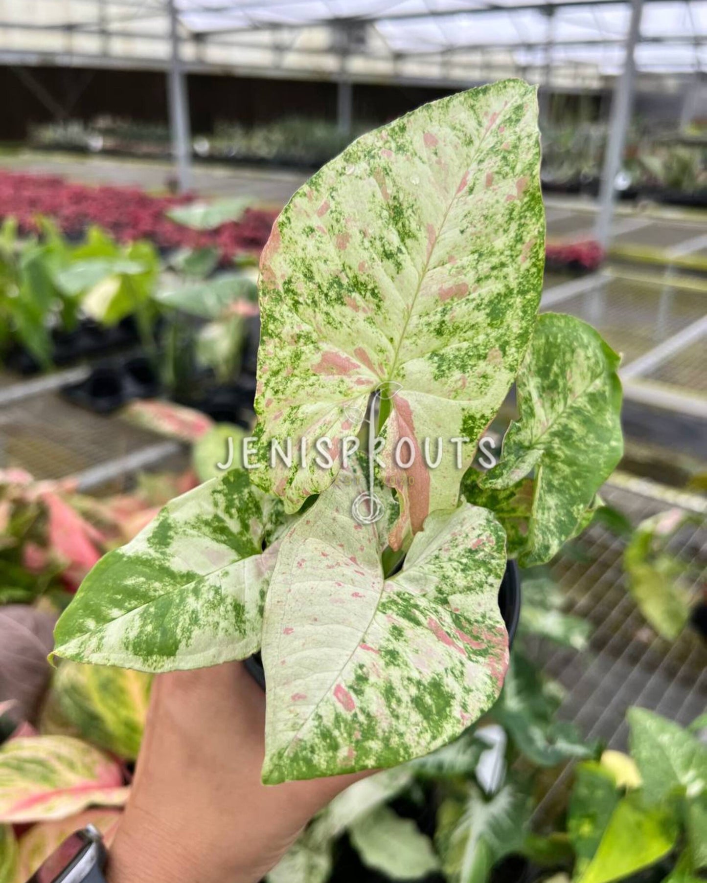 4" Syngonium Milk Confetti Tricolor