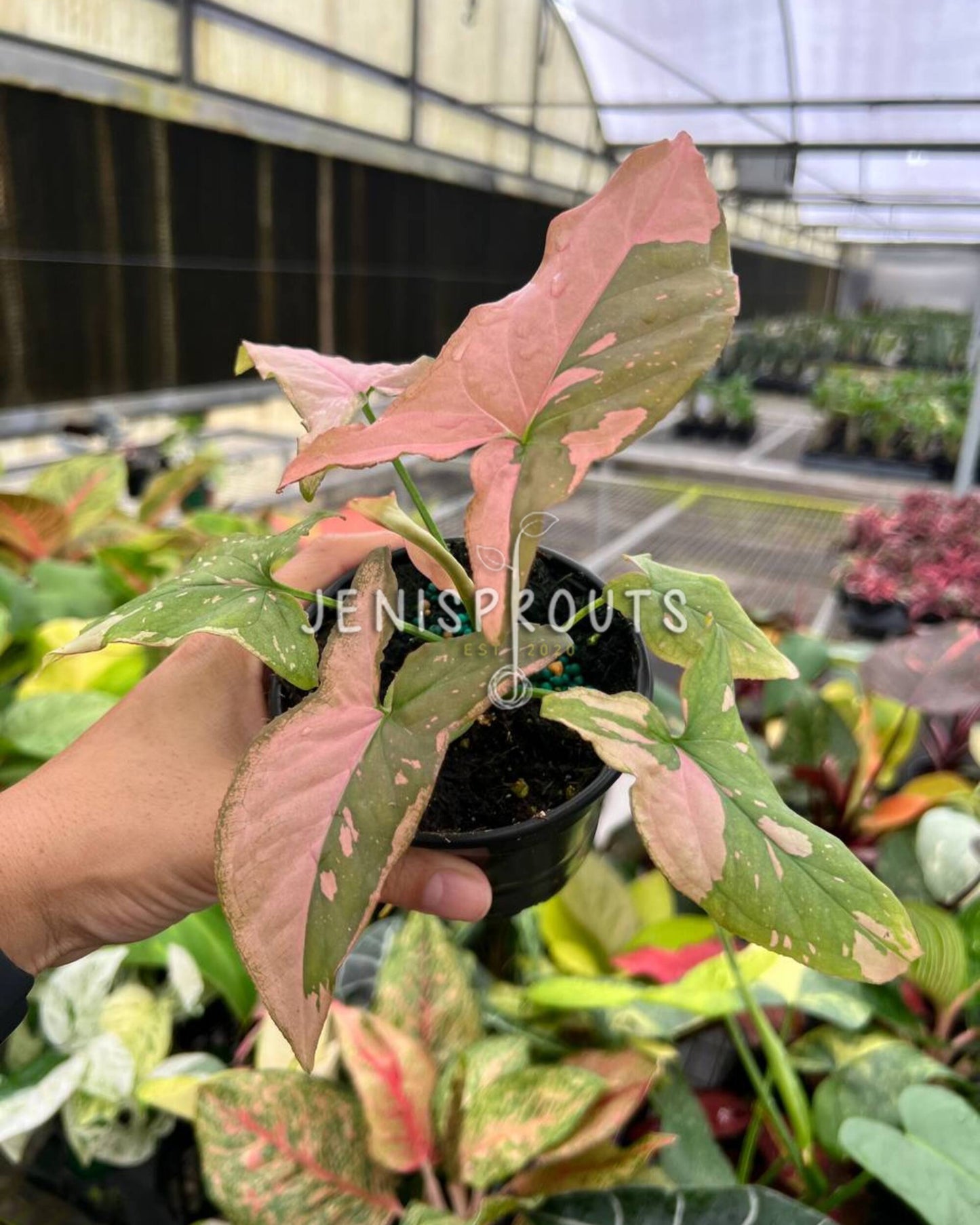 4" Syngonium Pink Splash