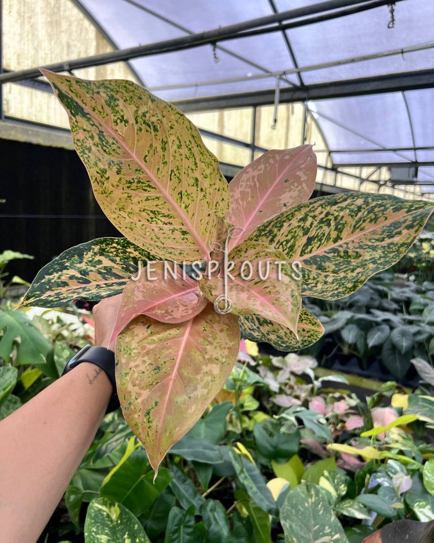 4” Aglaonema Orange Goldstar