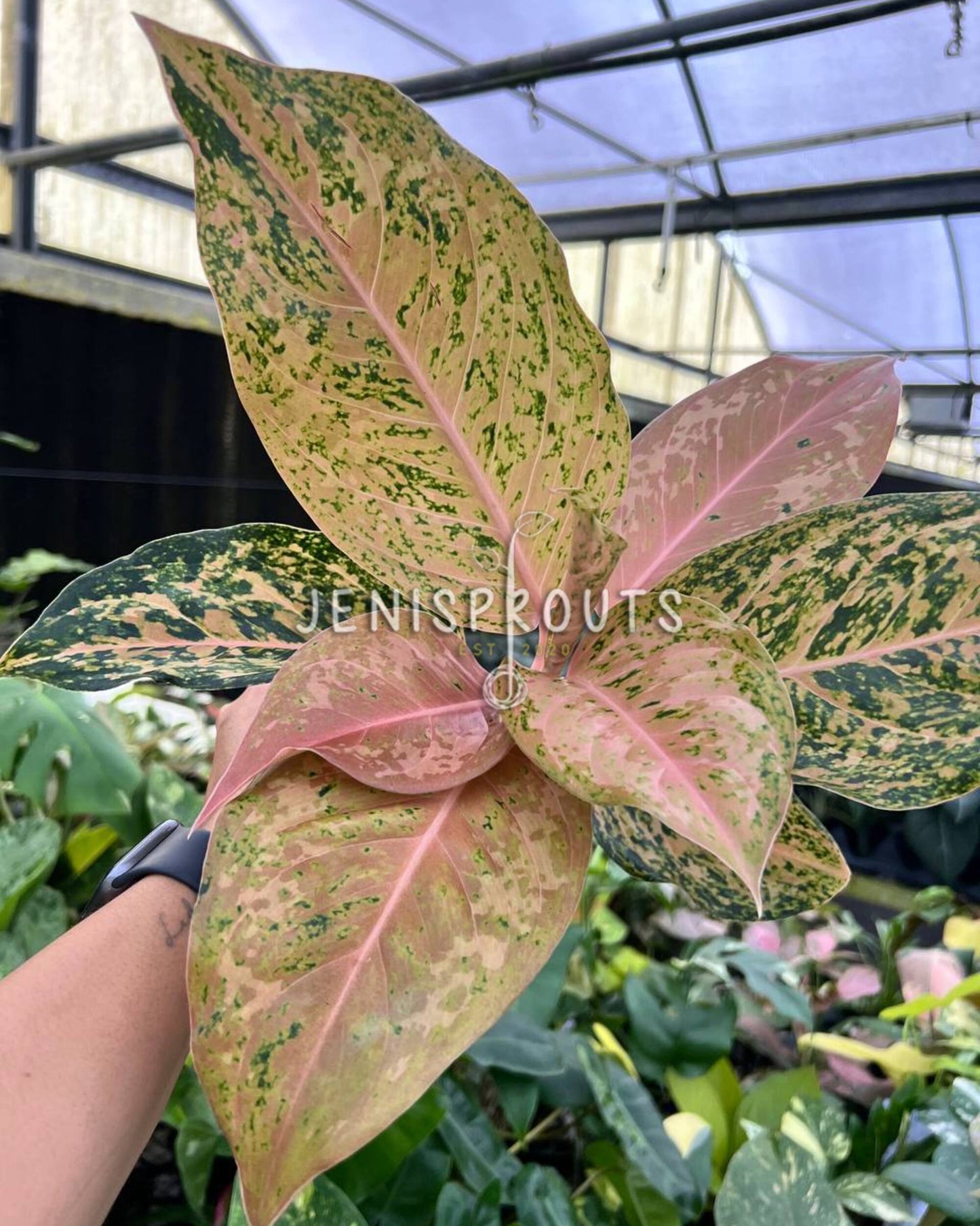 4” Aglaonema Orange Goldstar