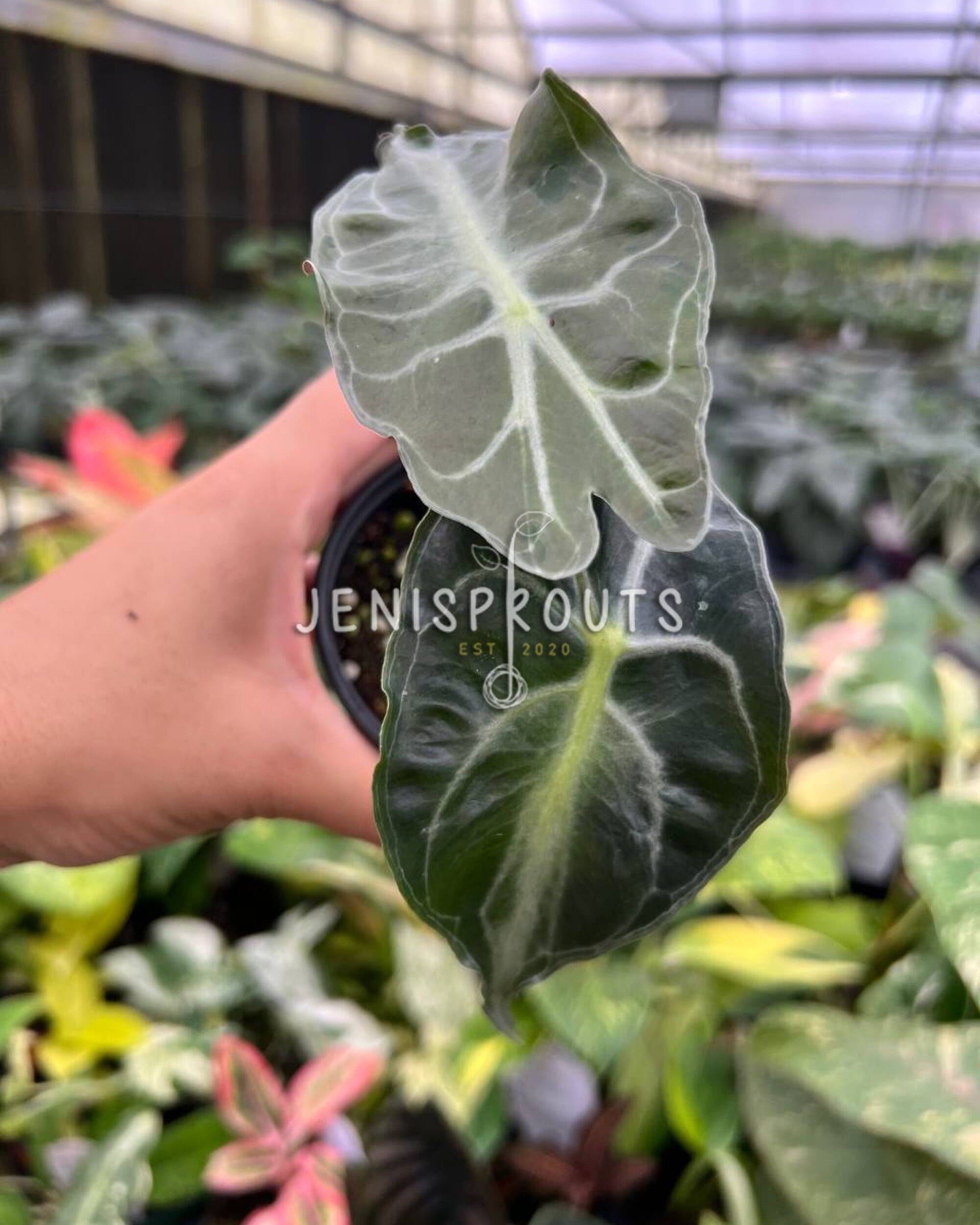 ツアー　4カット　アエオニウム 4” Alocasia Venom | Jenisprouts Online Plant Shop