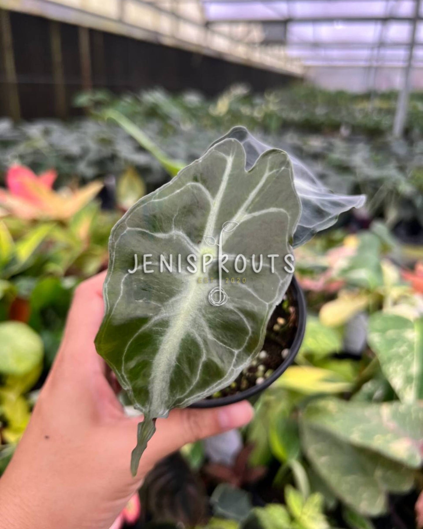 4” Alocasia Venom