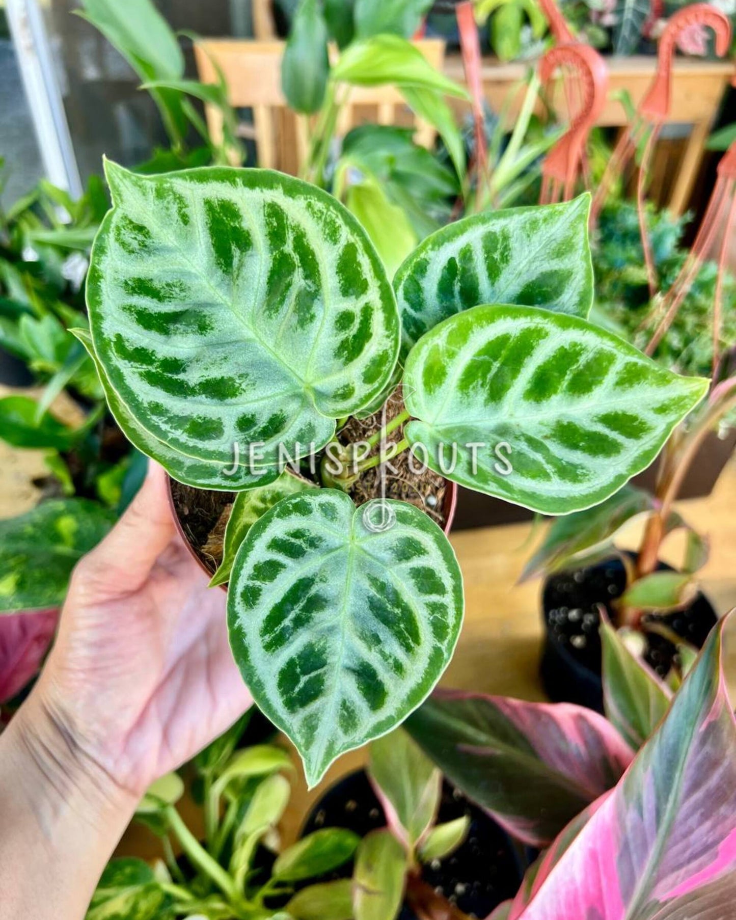 4” Anthurium Dorayaki Silver
