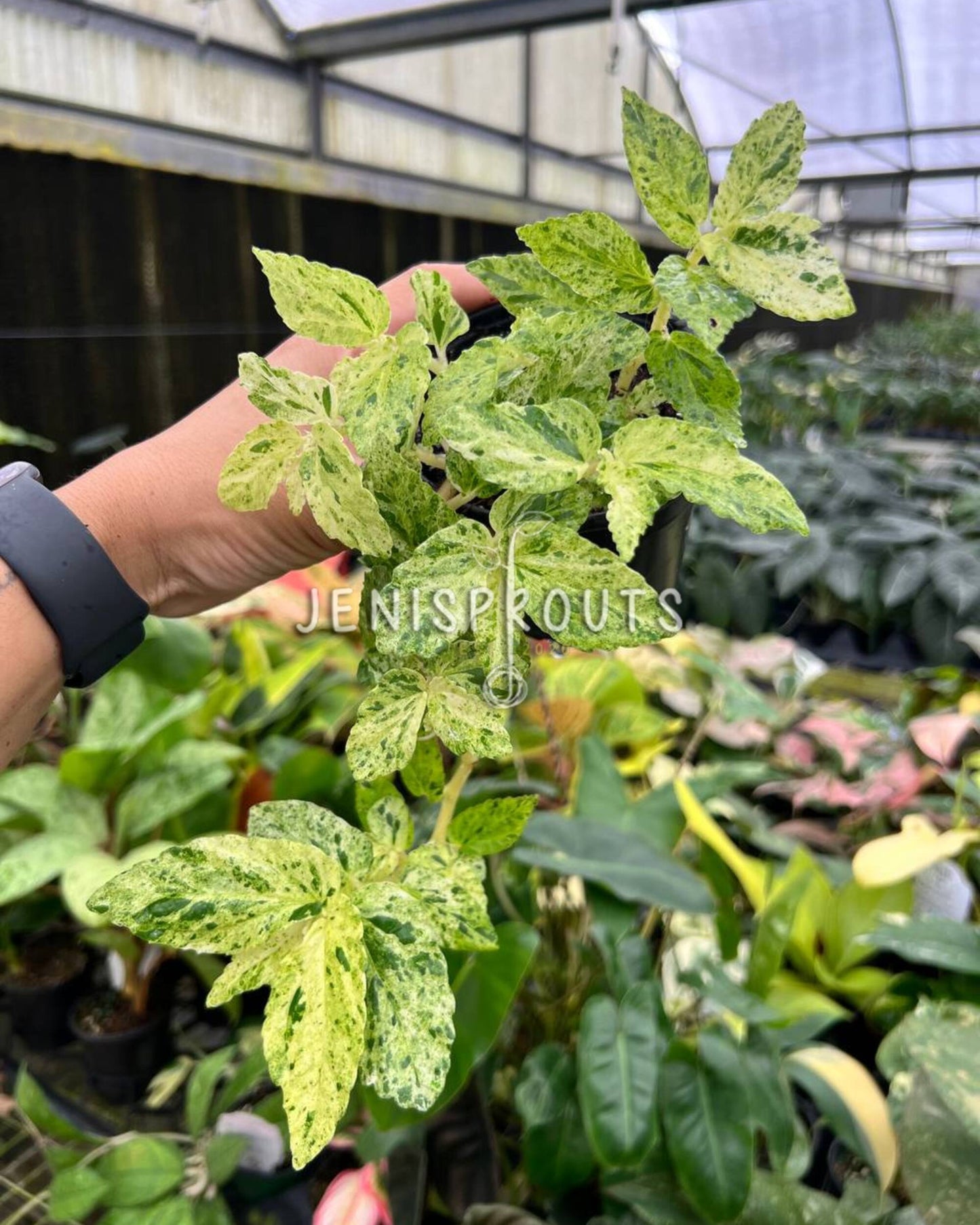 4” Begonia Peppermint
