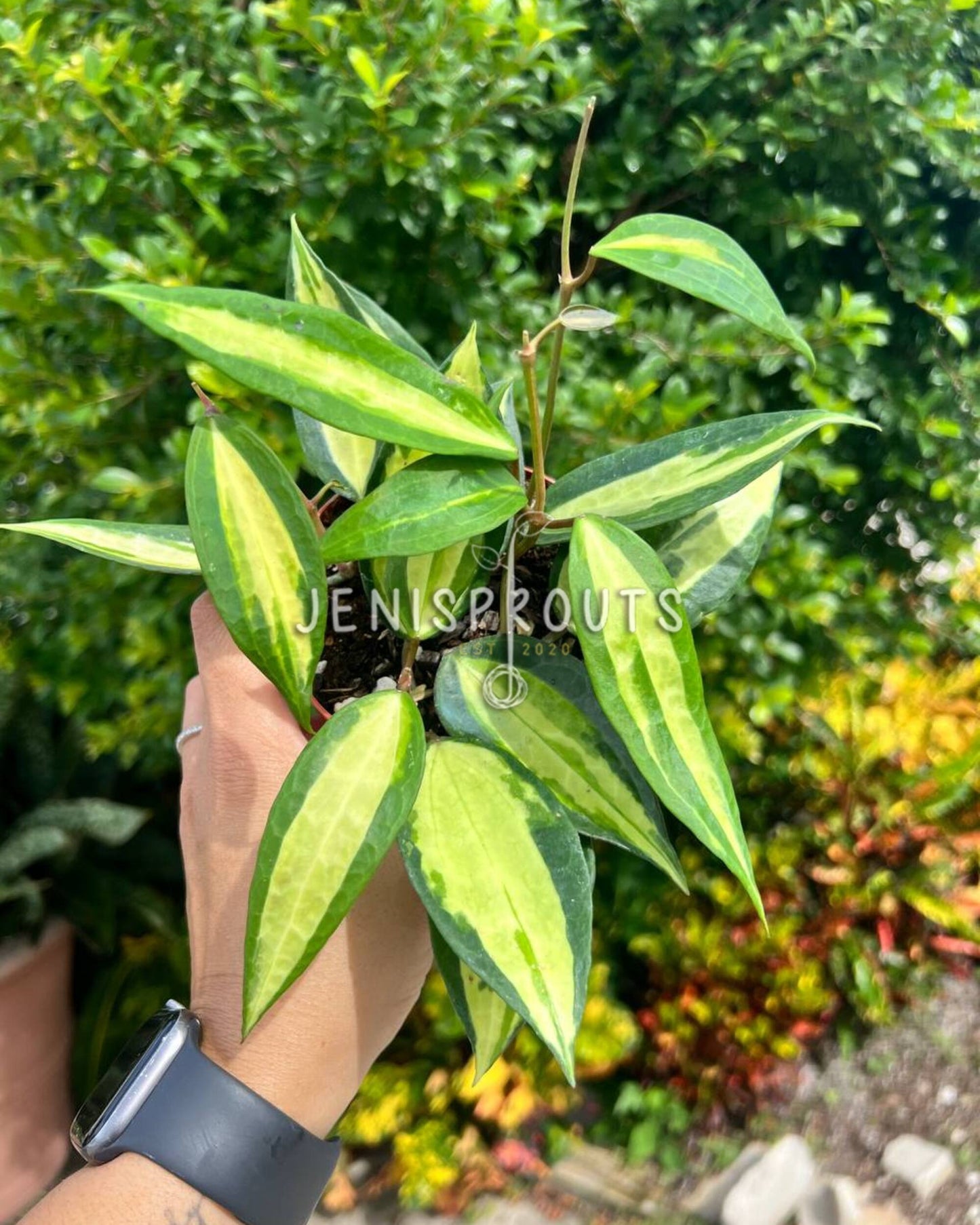 4” Hoya Macrophylla Pot of Gold