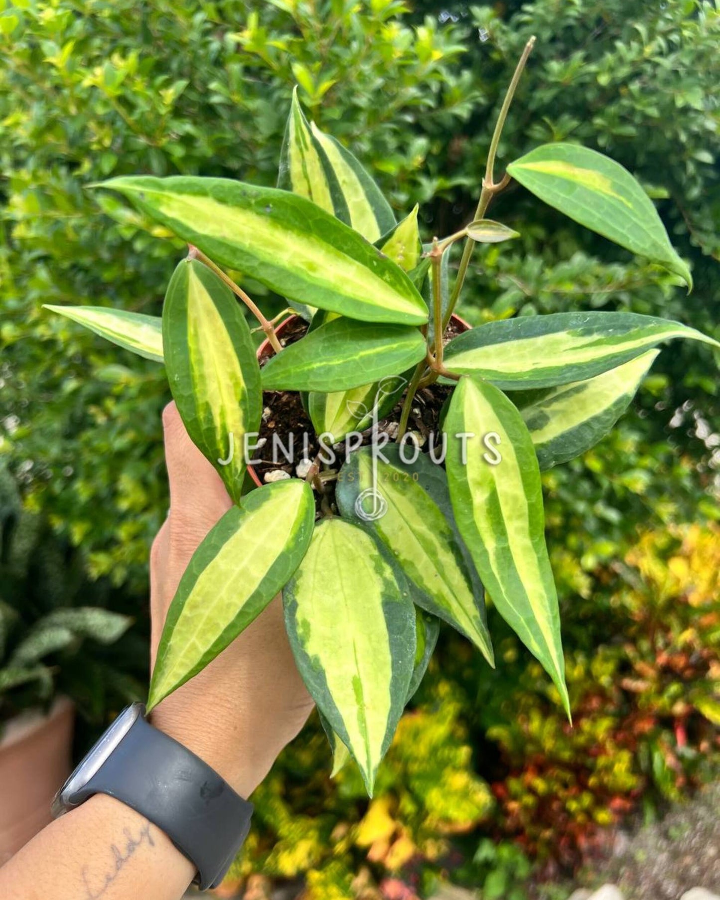 4” Hoya Macrophylla Pot of Gold