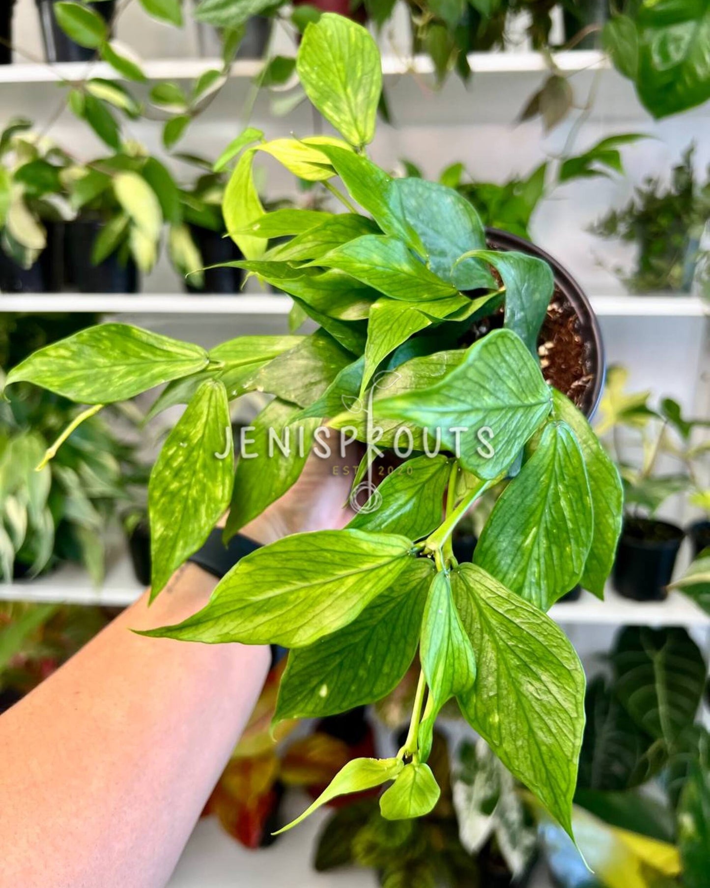 4” Hoya Polyneura