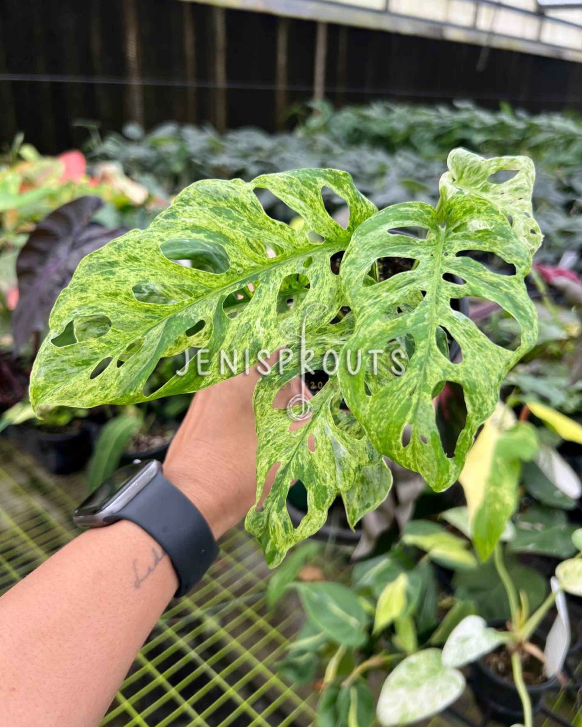 white spots on monstera adansonii 4” Monstera Andansonii Mottled Variegated at Jenisprouts