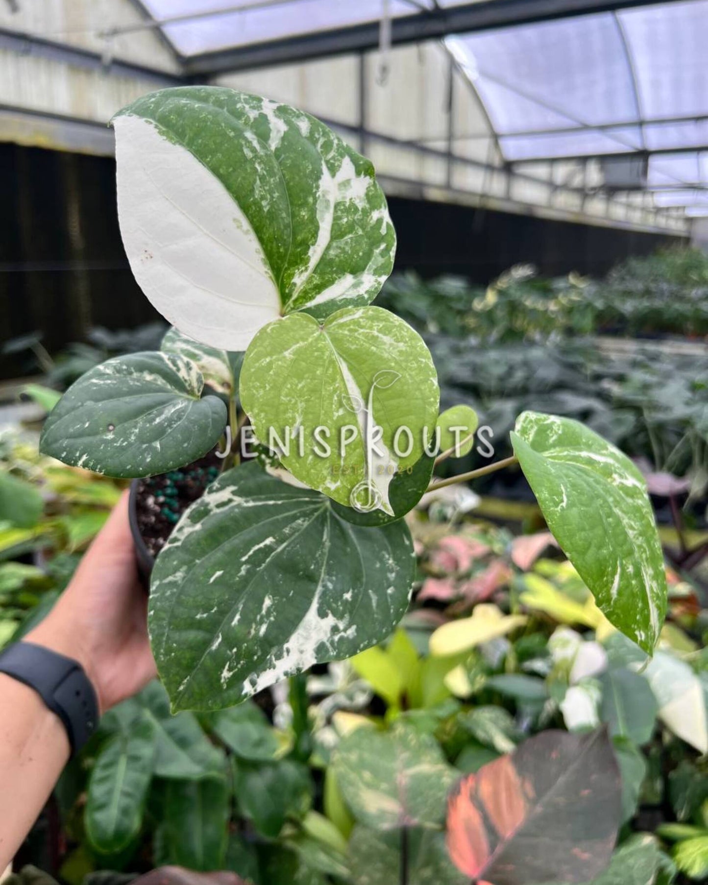 4” Piper Nigrum Albo Variegated