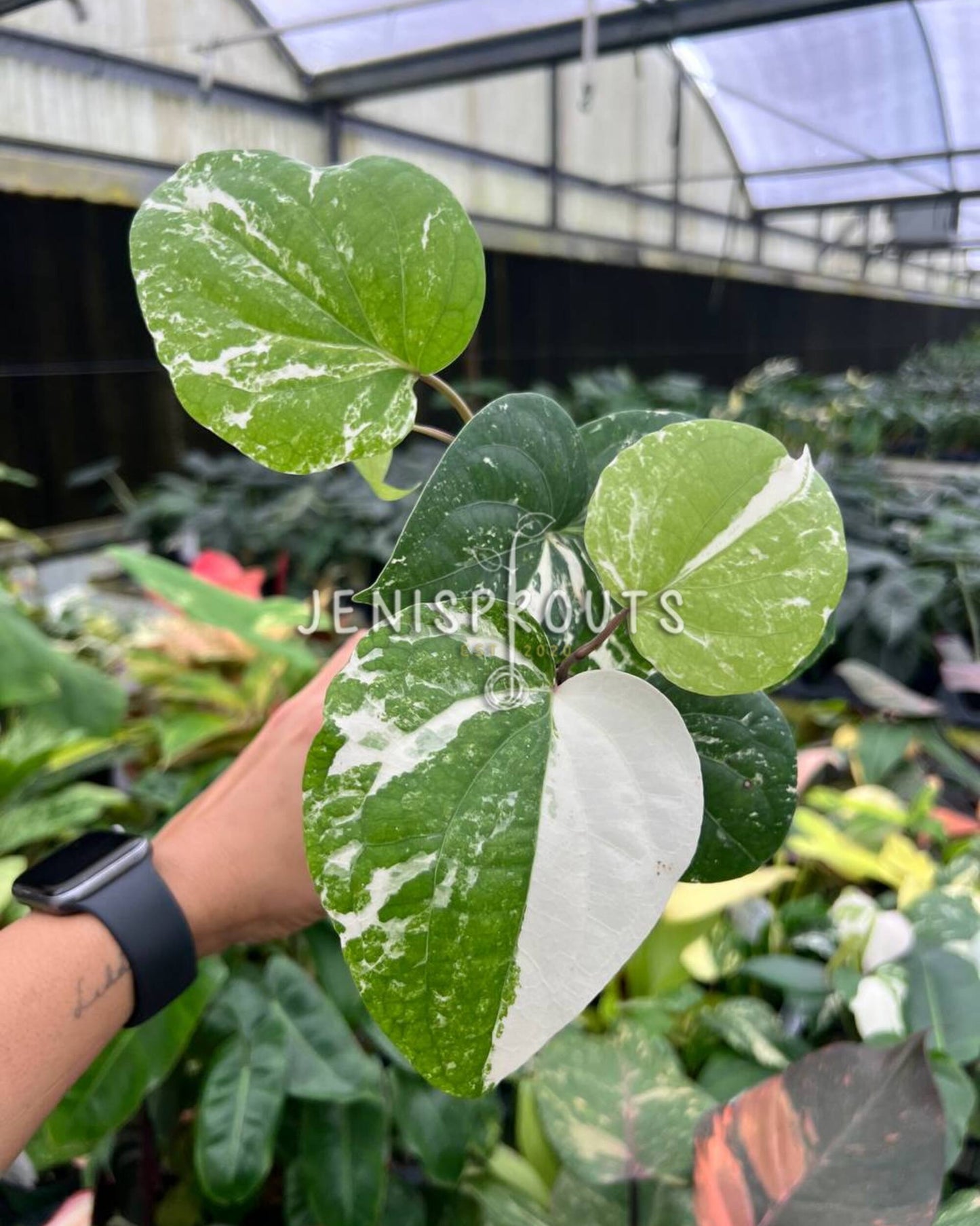 4” Piper Nigrum Albo Variegated