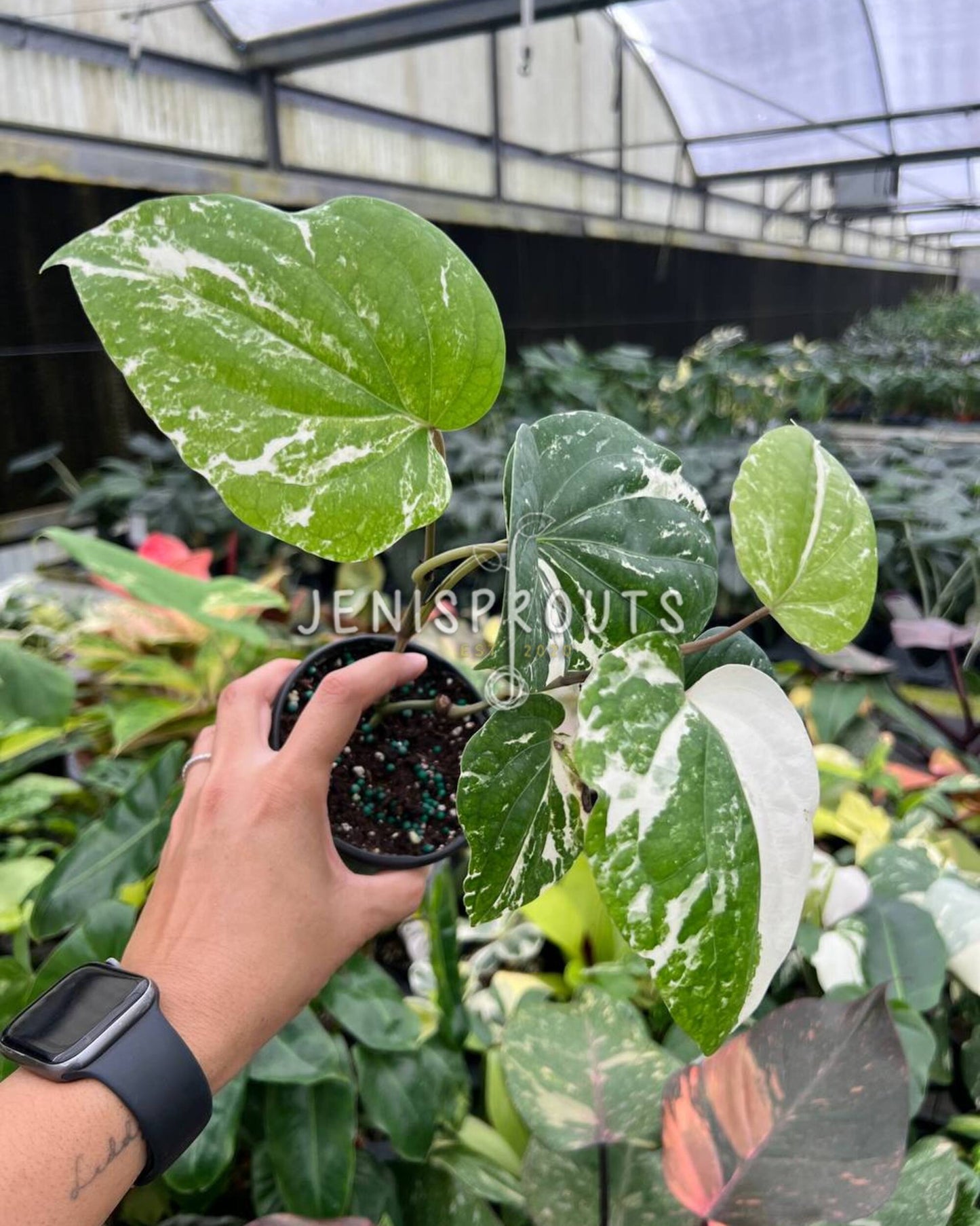 4” Piper Nigrum Albo Variegated