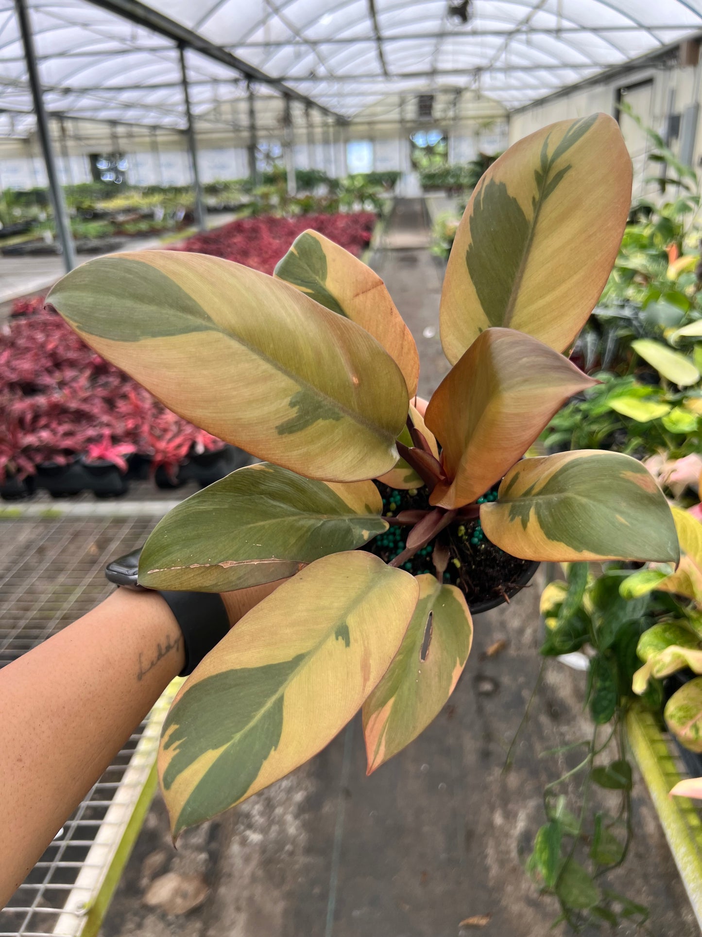 4" Philodendron Black Cardinal Variegated