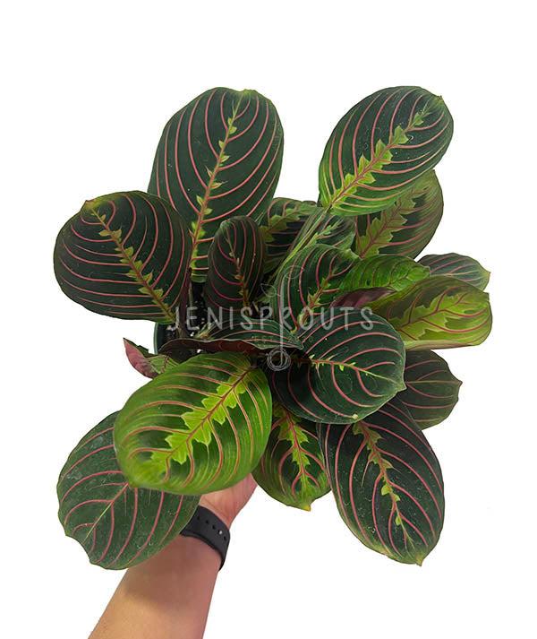 6" Maranta Red (Prayer Plant)