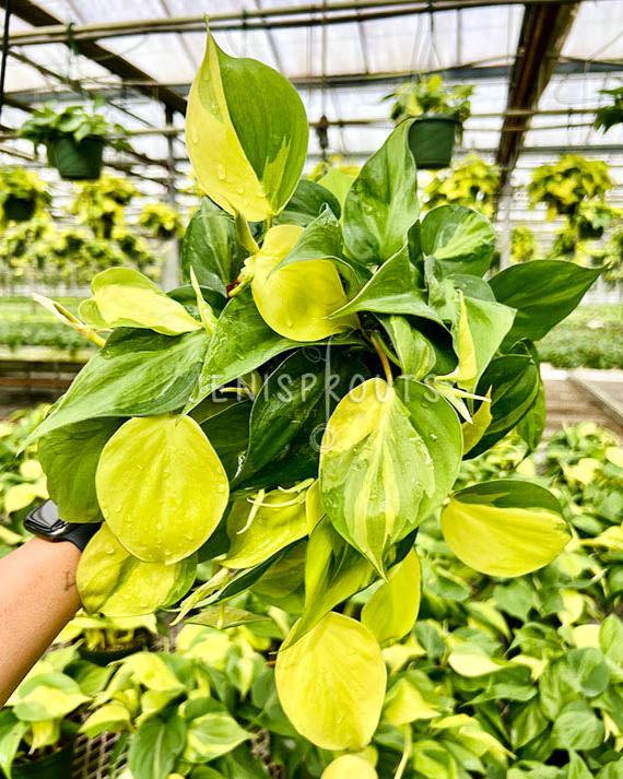 Philodendron Brasil 6 inches on sale pot