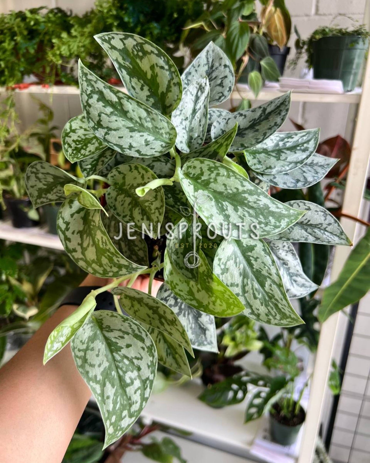 6" Scindapsus Silver Lady