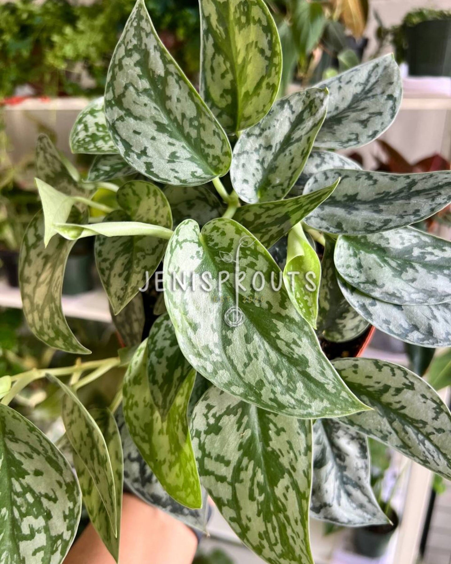 6" Scindapsus Silver Lady