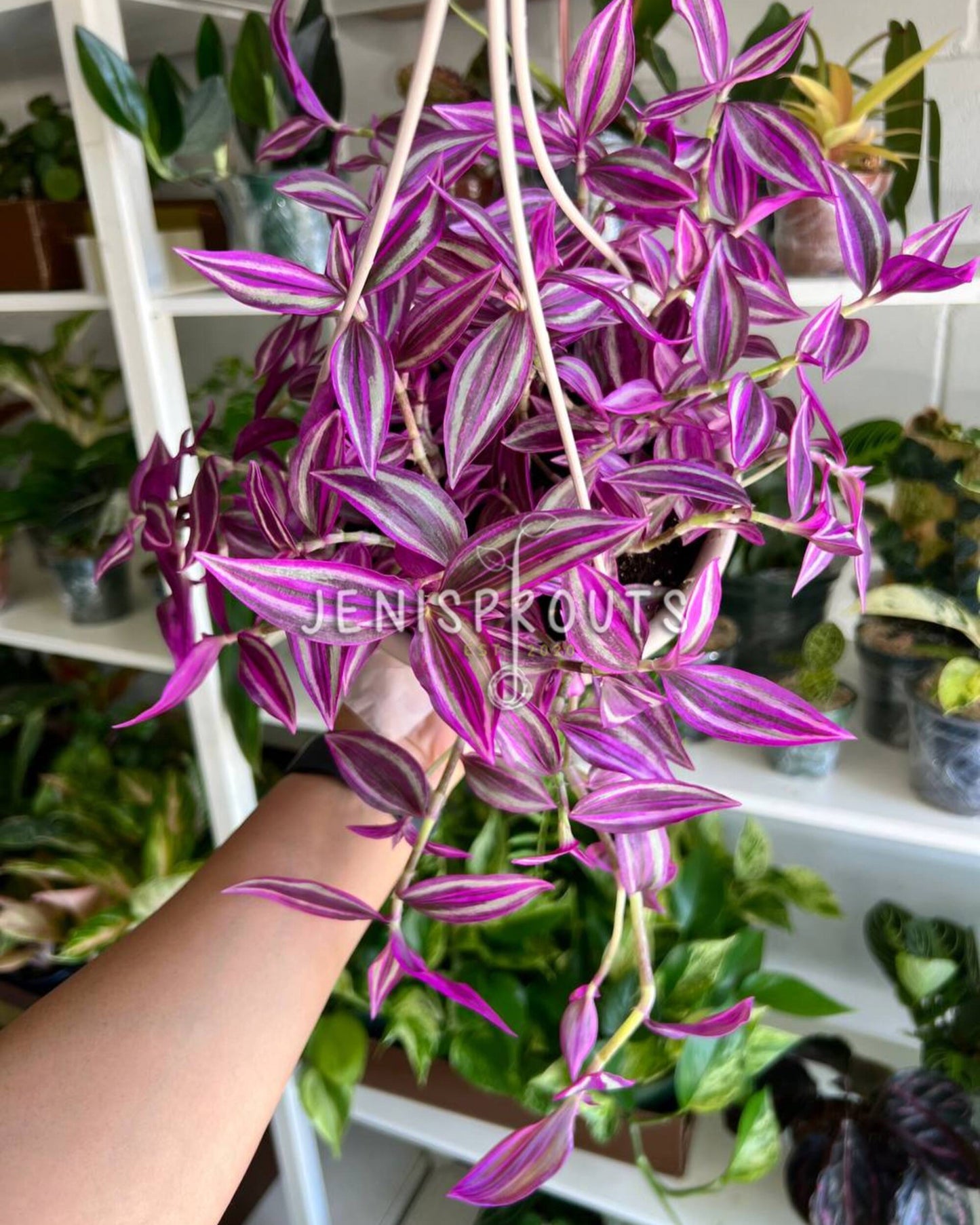 6" Tradescantia Pink Paradise