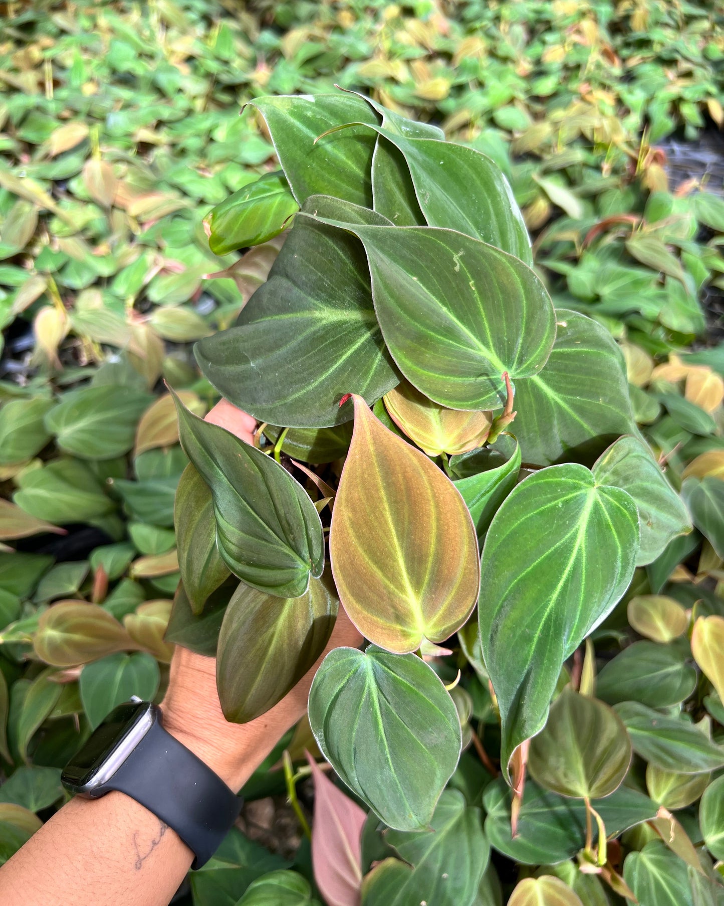 4" Philodendron Micans