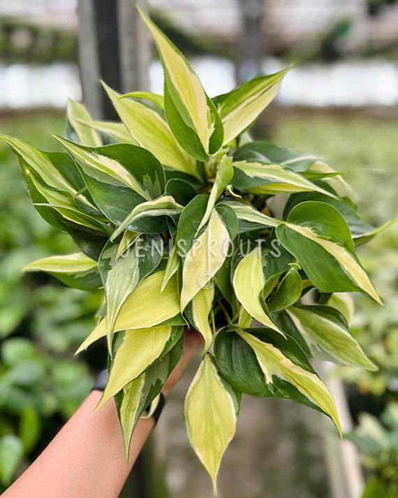 6" Philodendron Silver Stripe