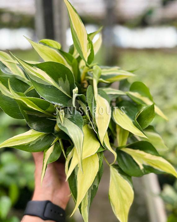 6" Philodendron Silver Stripe