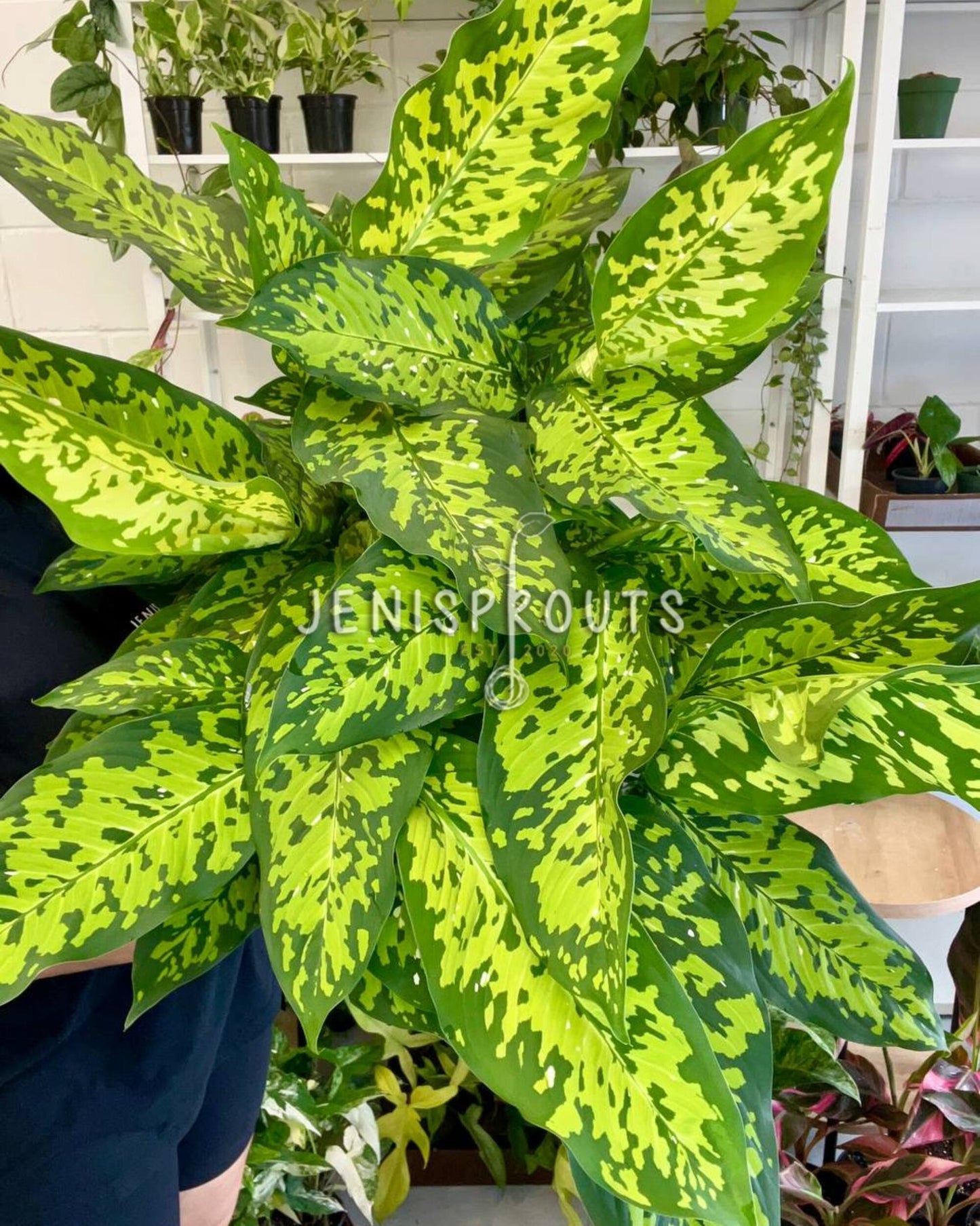 6” Dieffenbachia Military