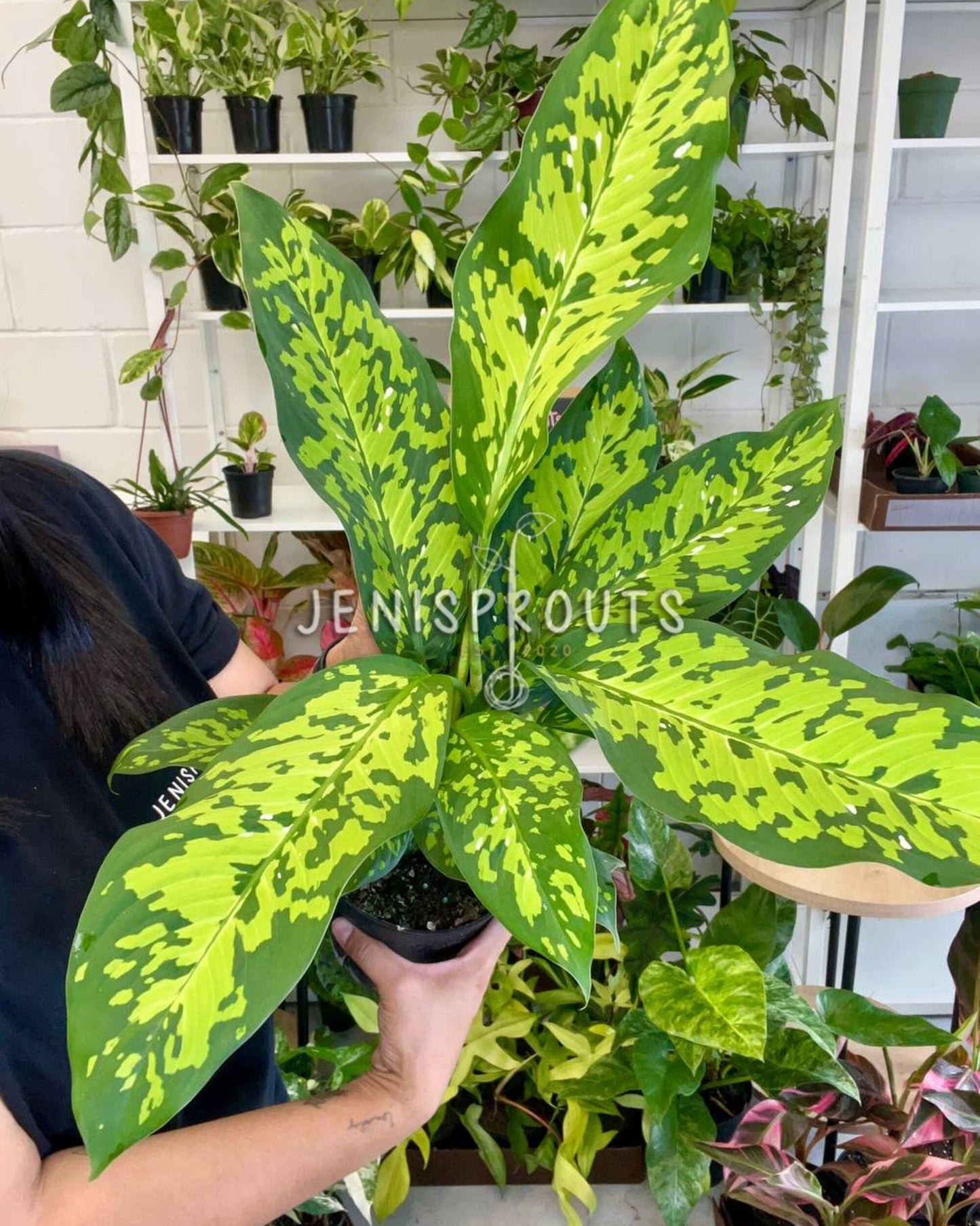 6” Dieffenbachia Military