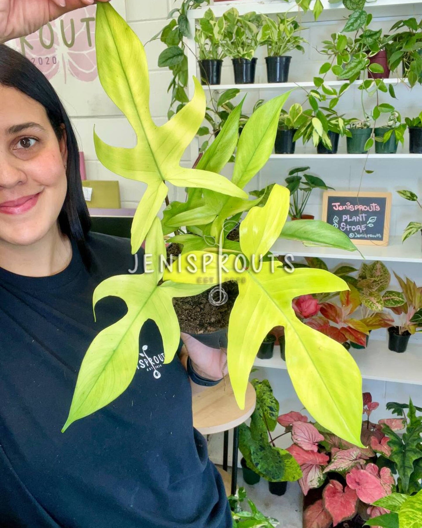 6” Philodendron Florida Ghost