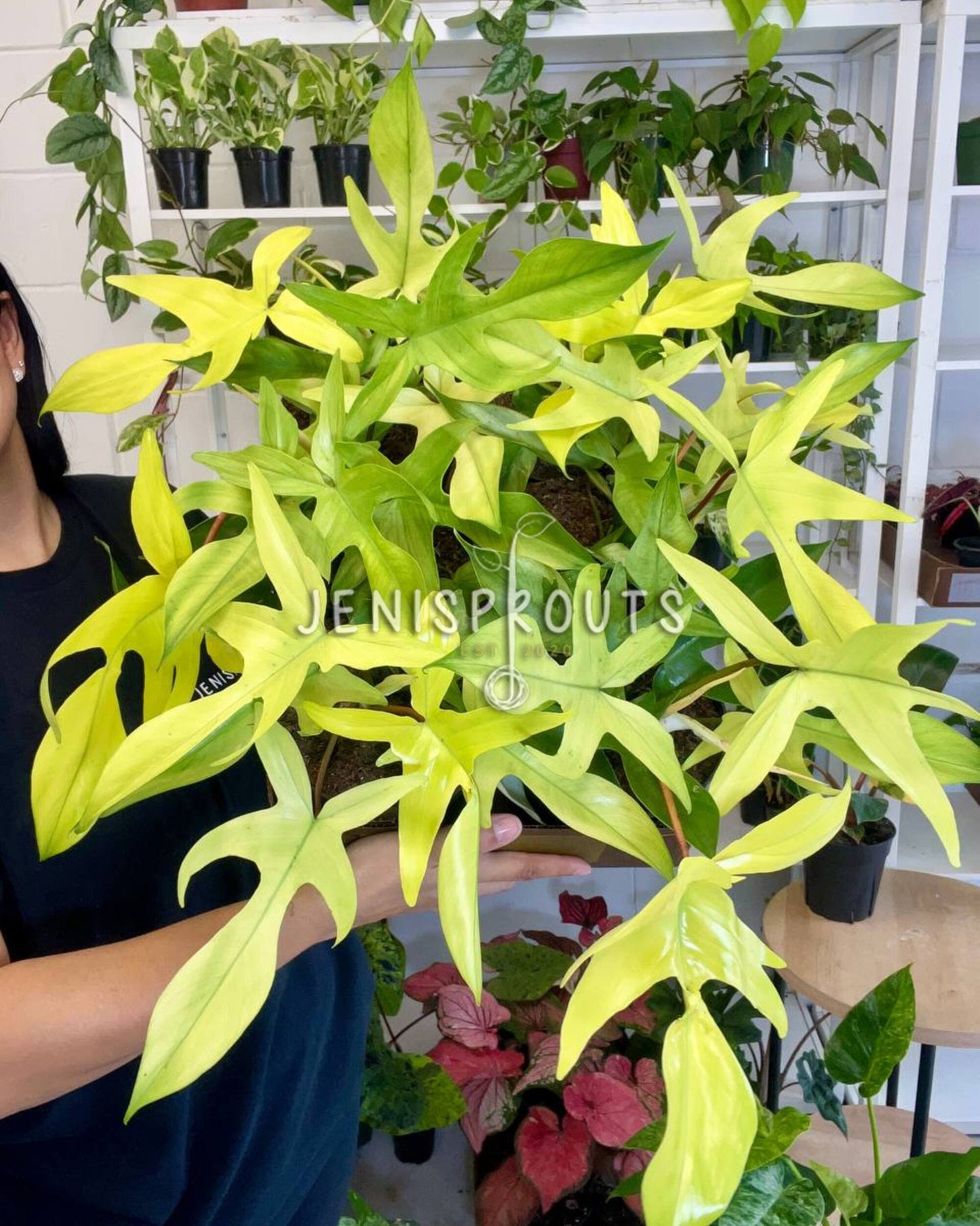 6” Philodendron Florida Ghost