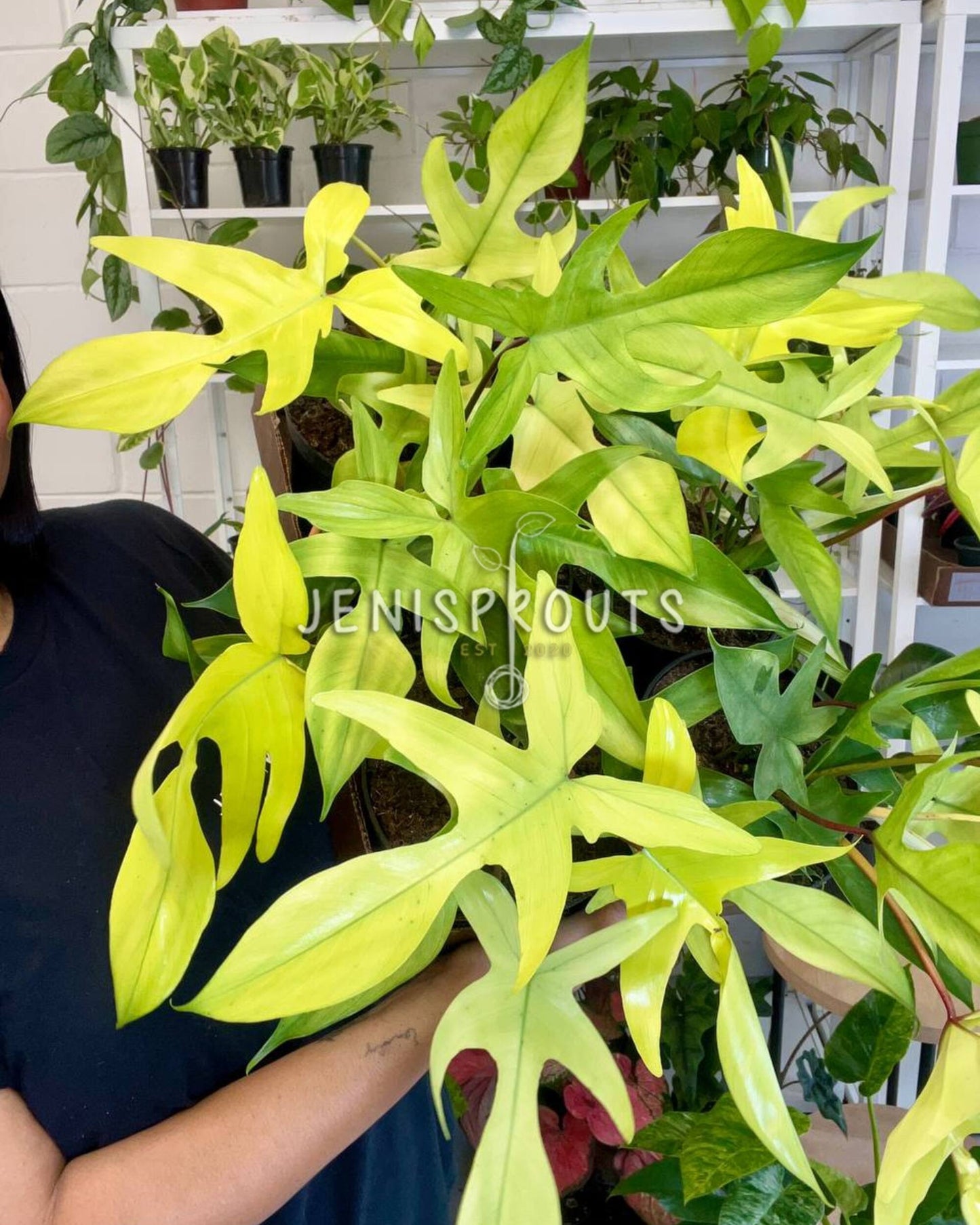 6” Philodendron Florida Ghost