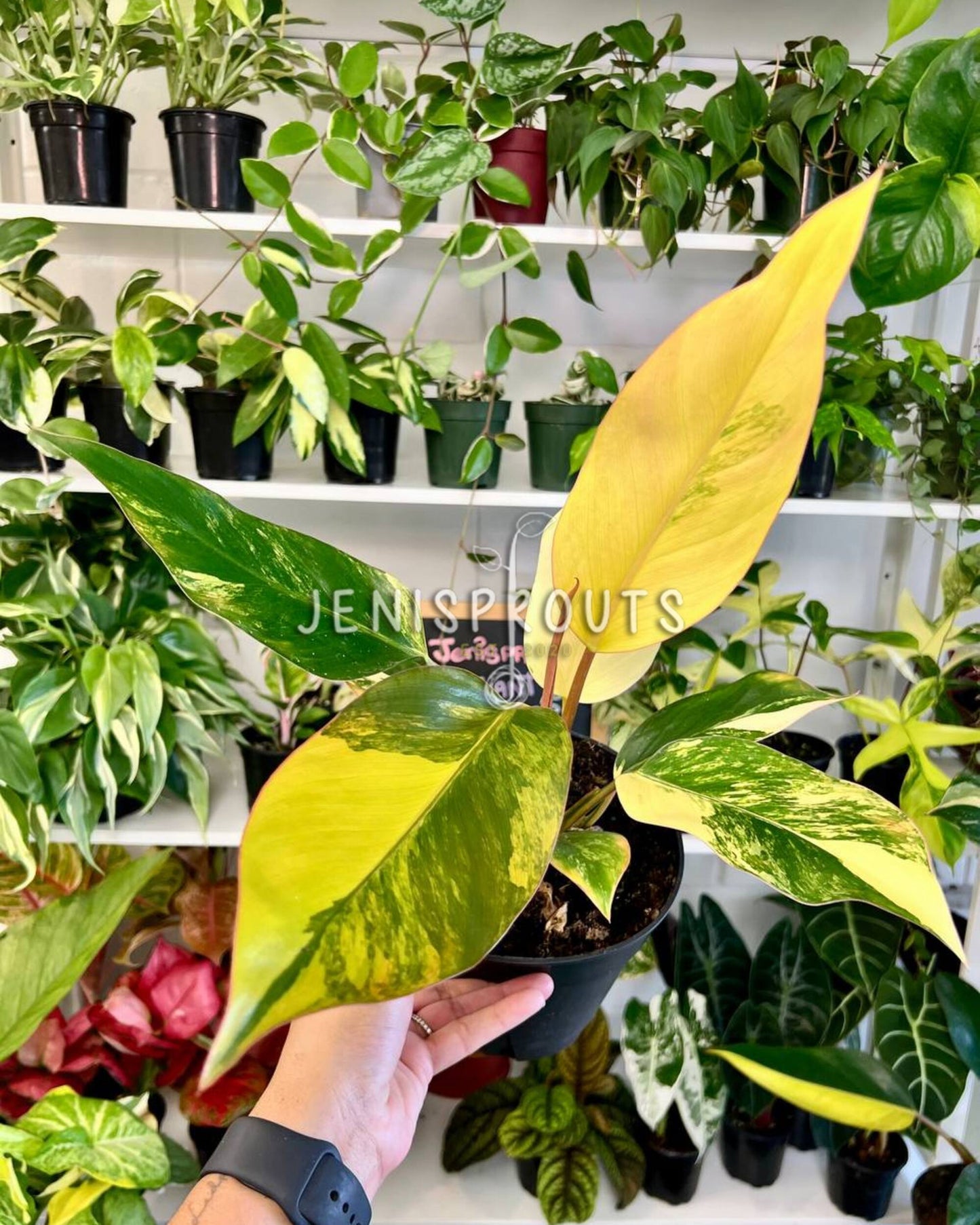 6” Philodendron Red Congo Variegated
