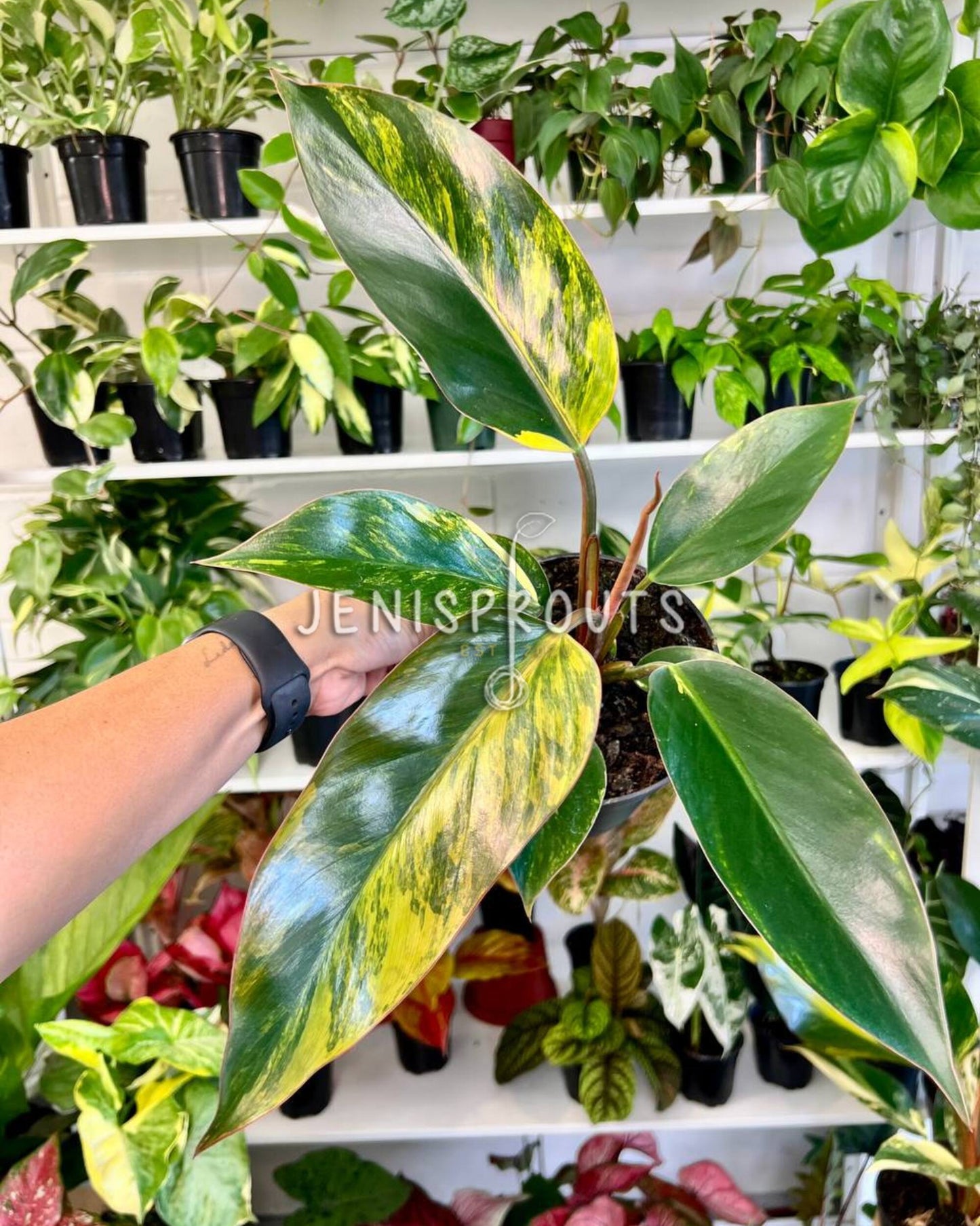 6” Philodendron Red Congo Variegated
