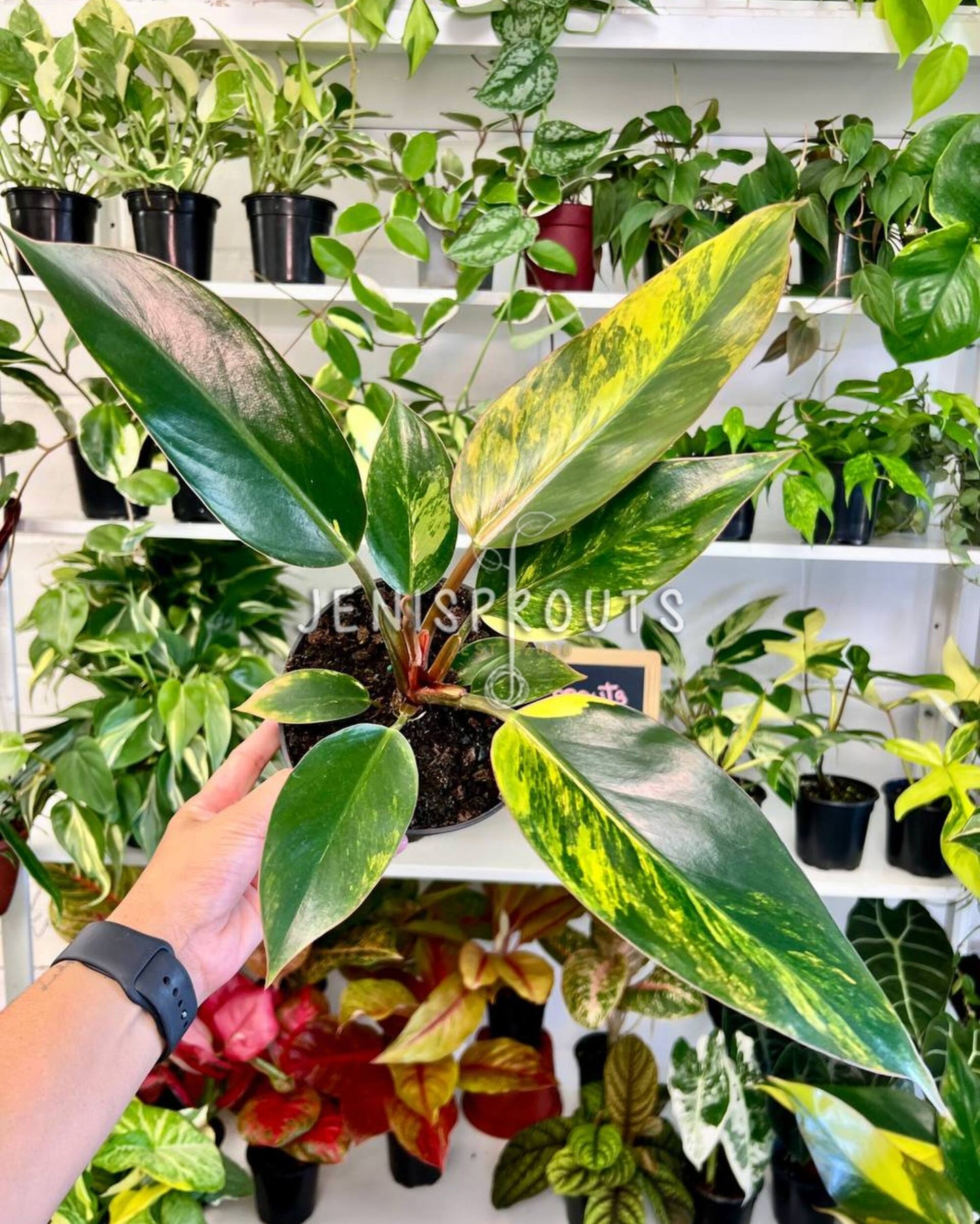 6” Philodendron Red Congo Variegated