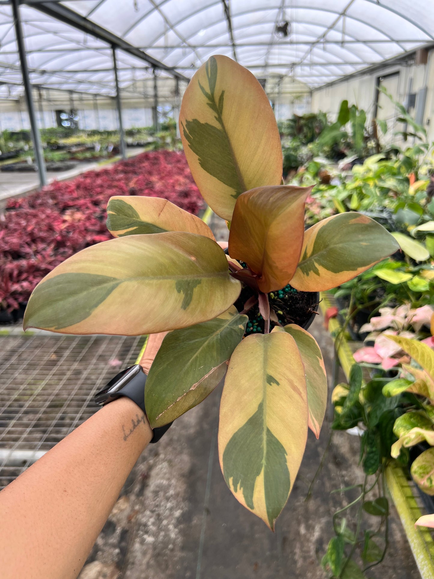 4" Philodendron Black Cardinal Variegated