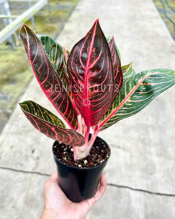 4" Aglaonema Black Sumatra