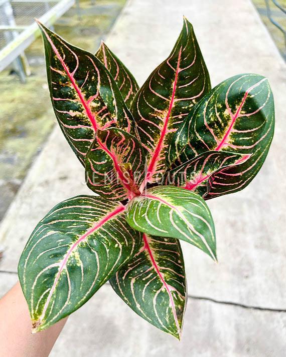 4" Aglaonema Black Sumatra