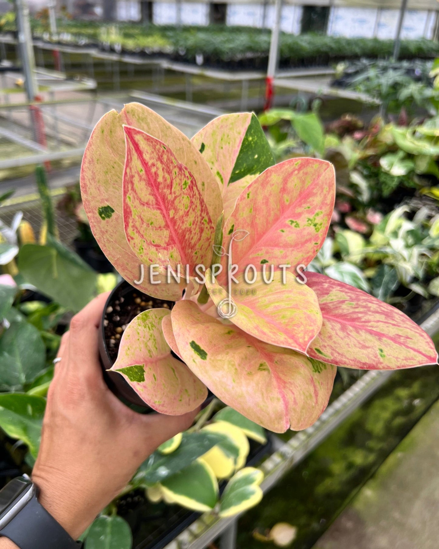 4" Aglaonema Emerald Pink