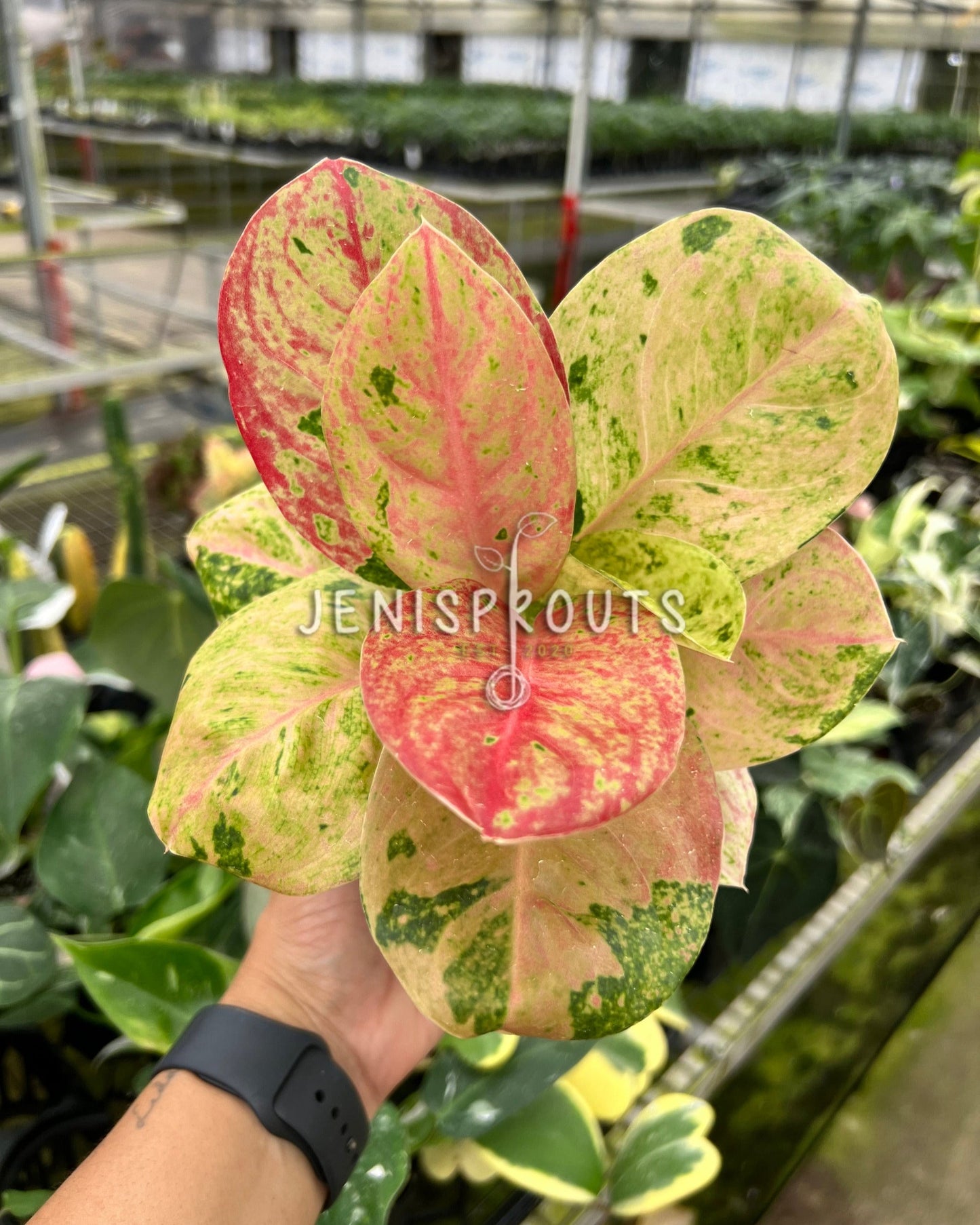 4" Aglaonema Emerald Pink