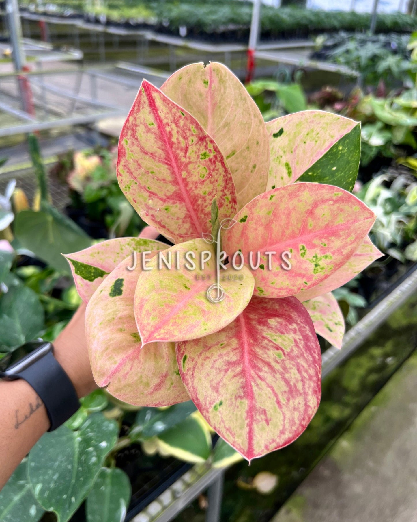 4" Aglaonema Emerald Pink