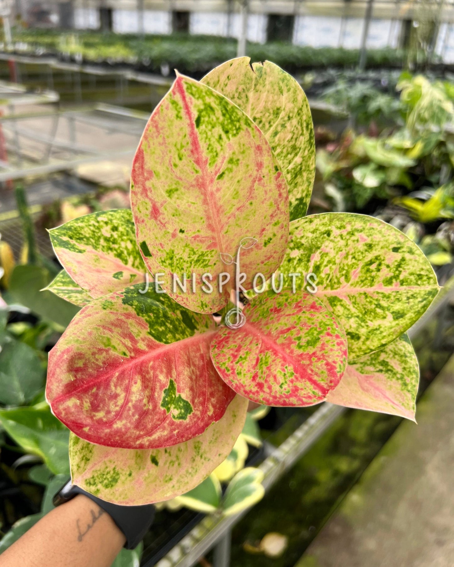 4" Aglaonema Emerald Pink